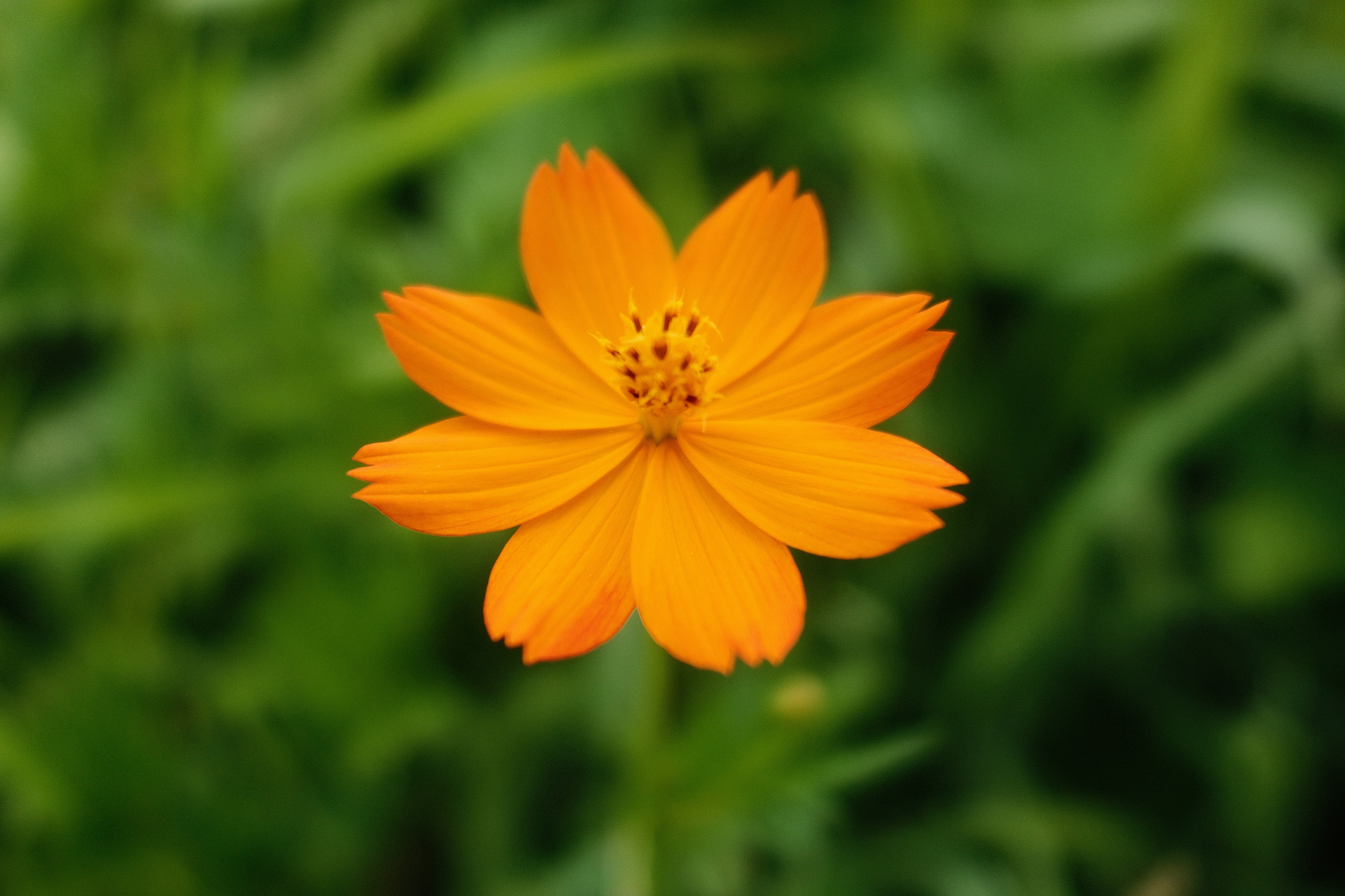 A bright orange cosmos flower with a yellow center against a blurred green background