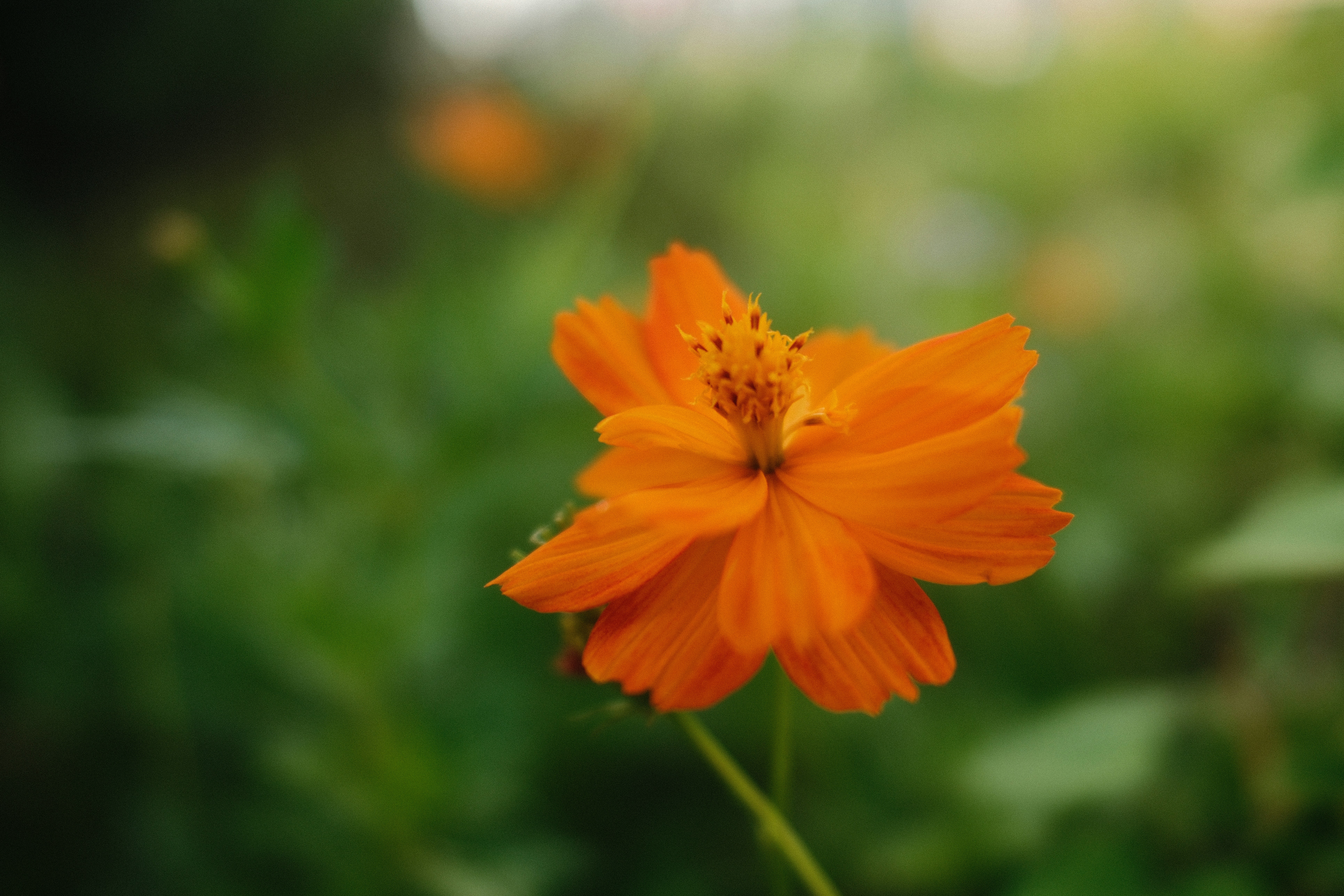 A bright orange cosmos flower in bloom against a soft green blurred background