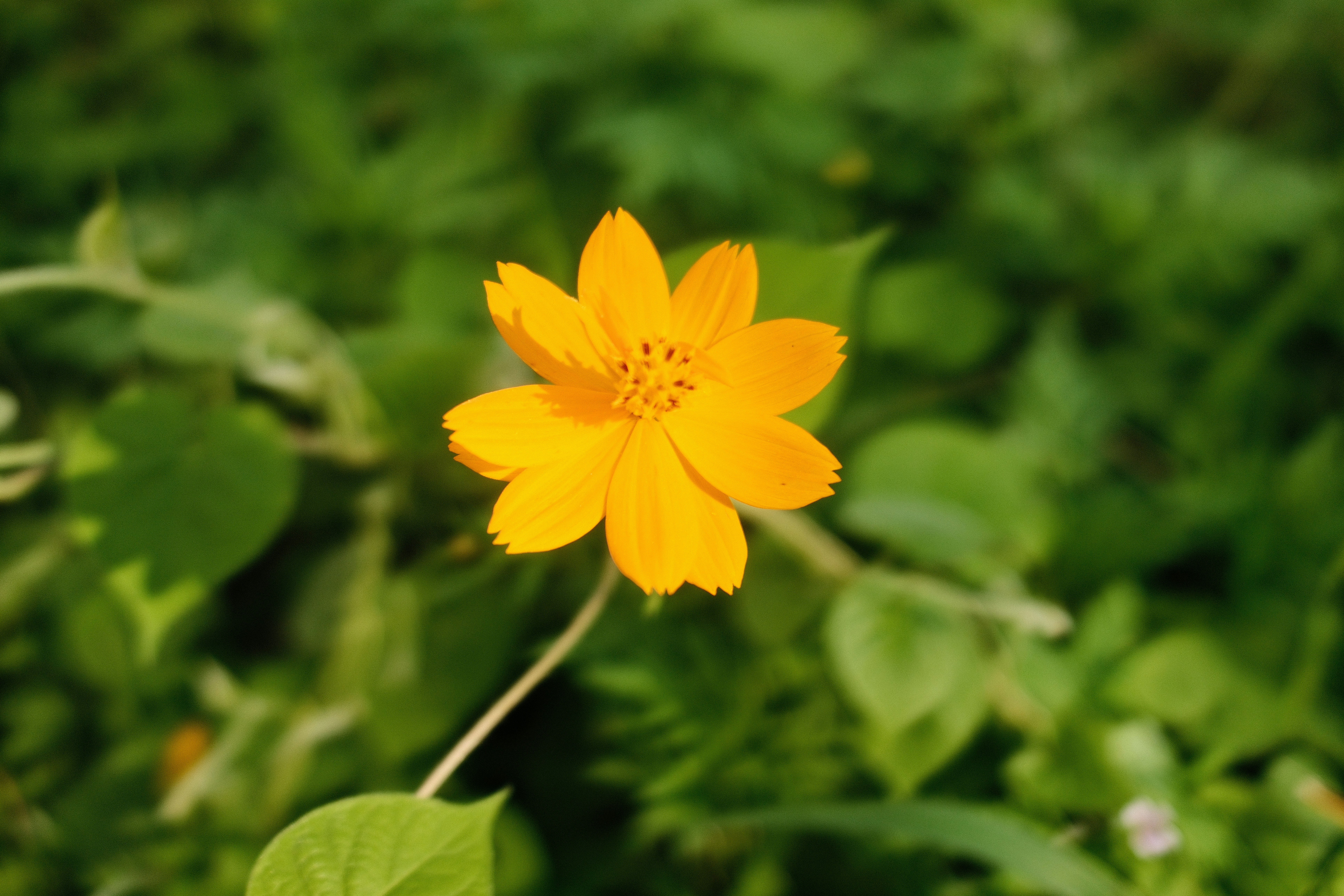 A bright yellow cosmos flower blooming against a soft-focus green garden background