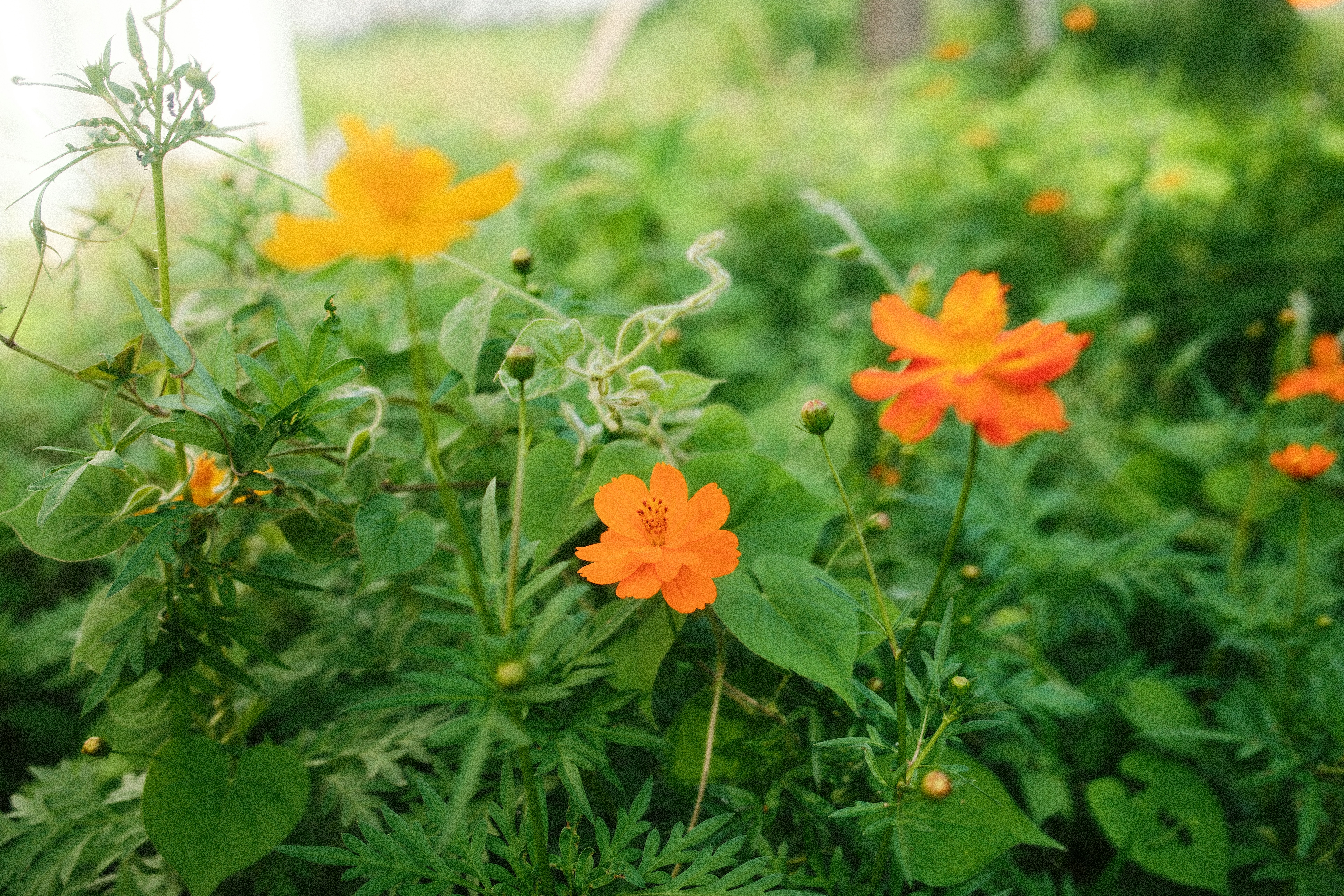 Bright orange cosmos flowers blooming among green foliage in a sunlit garden