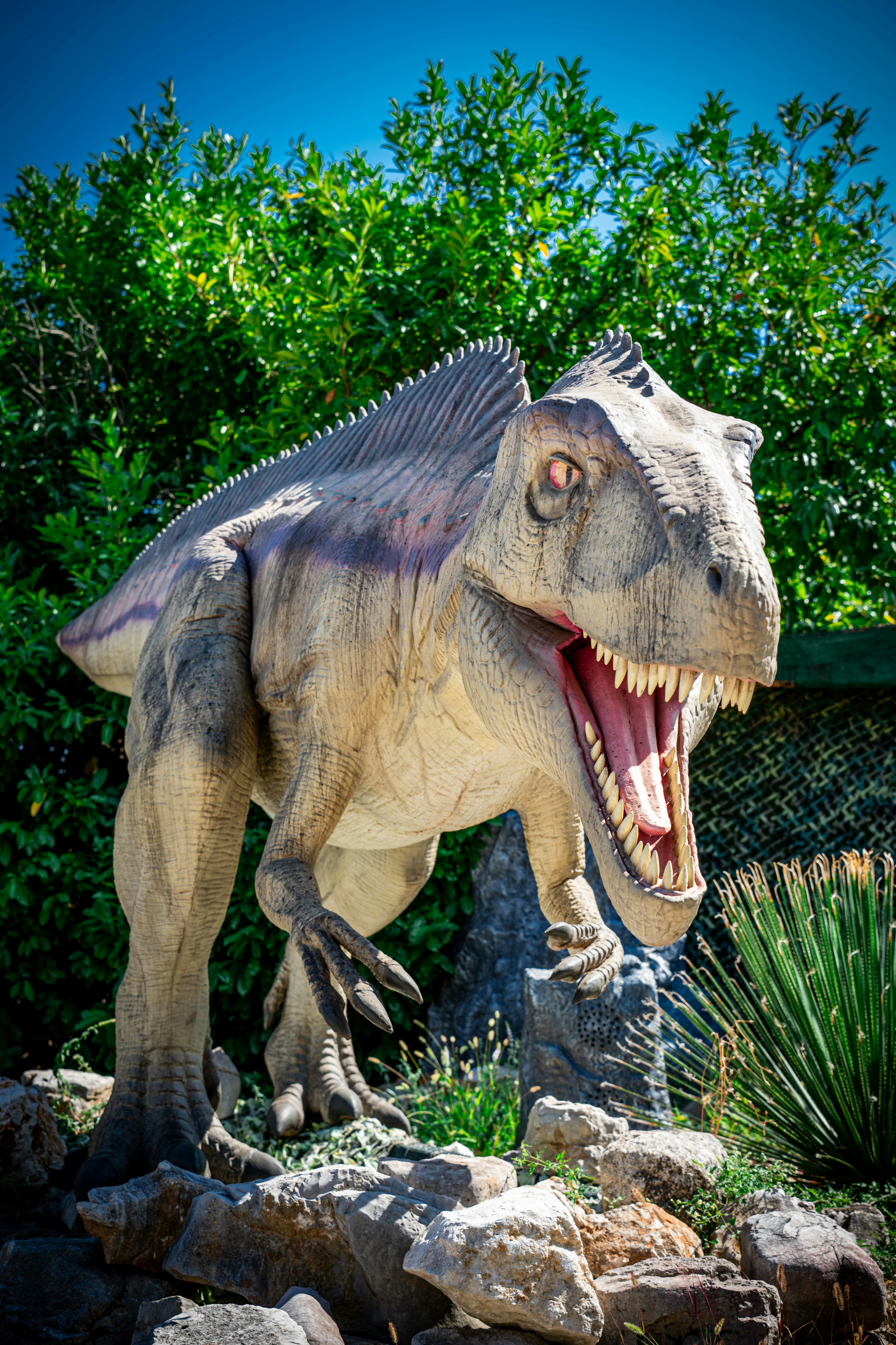 A life-sized dinosaur model with an open mouth among rocks and green foliage