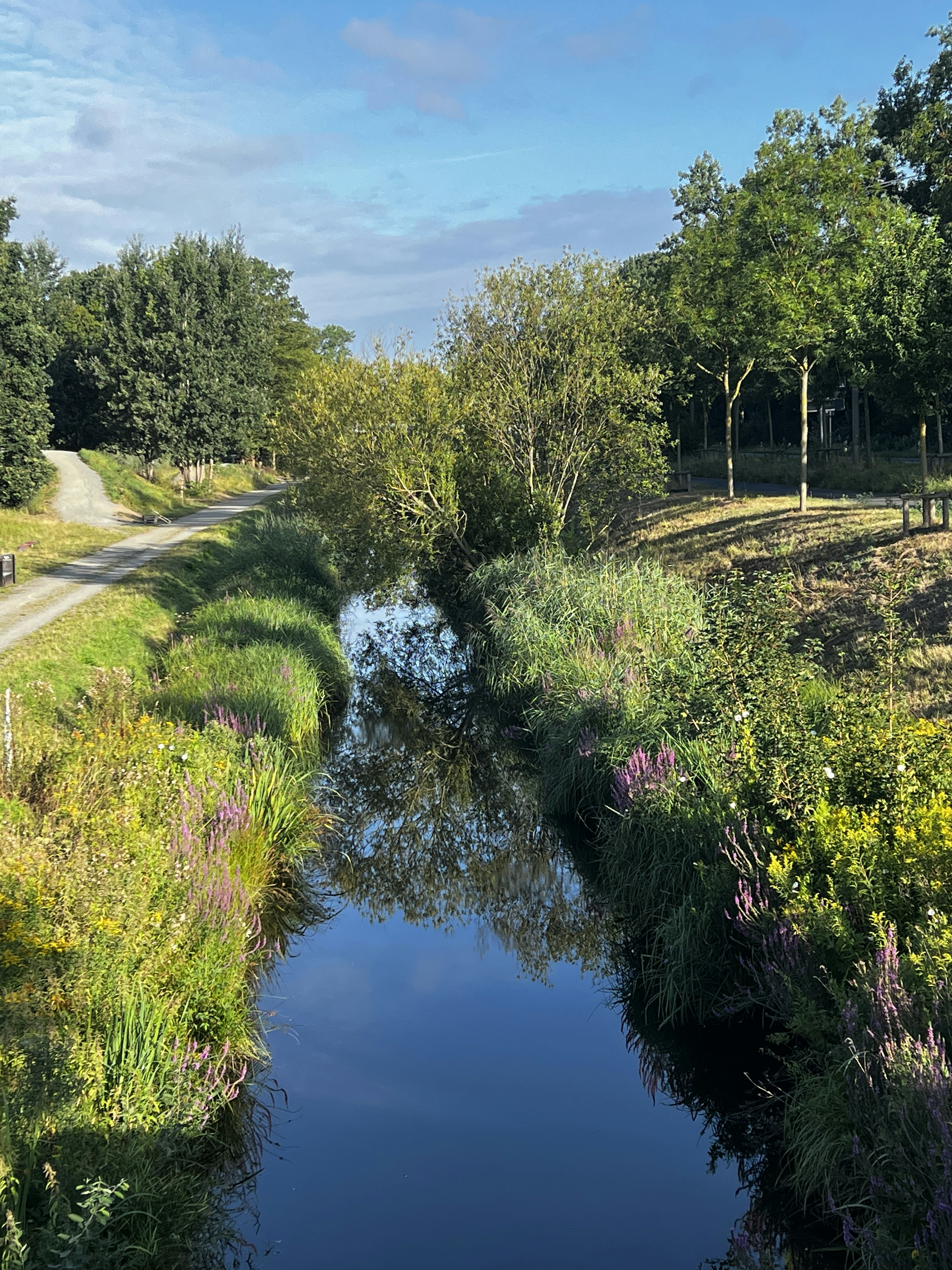 A narrow canal reflecting trees and sky between grassy banks with purple wildflowers