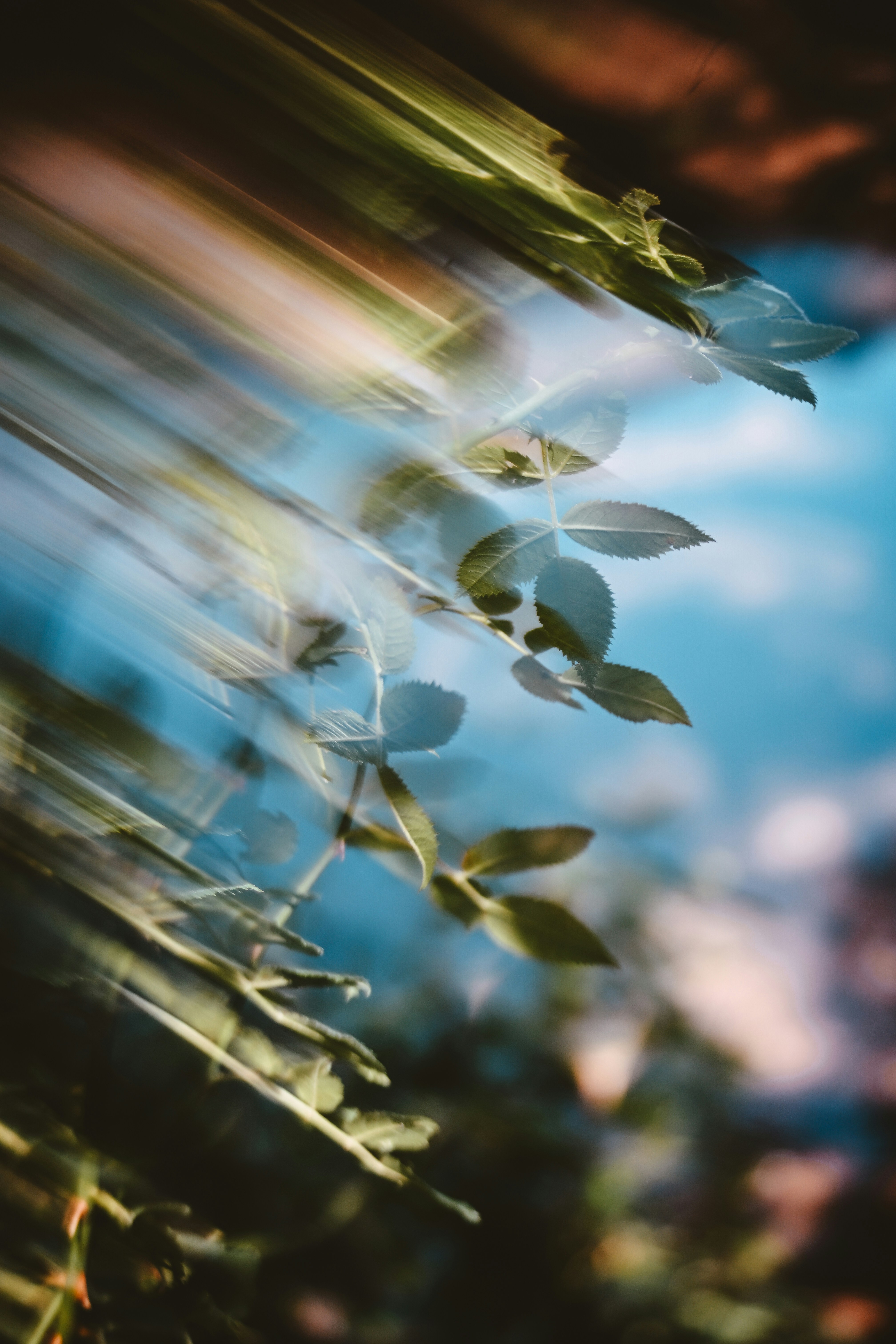 Green rose leaves against a blue sky with a motion blur effect.