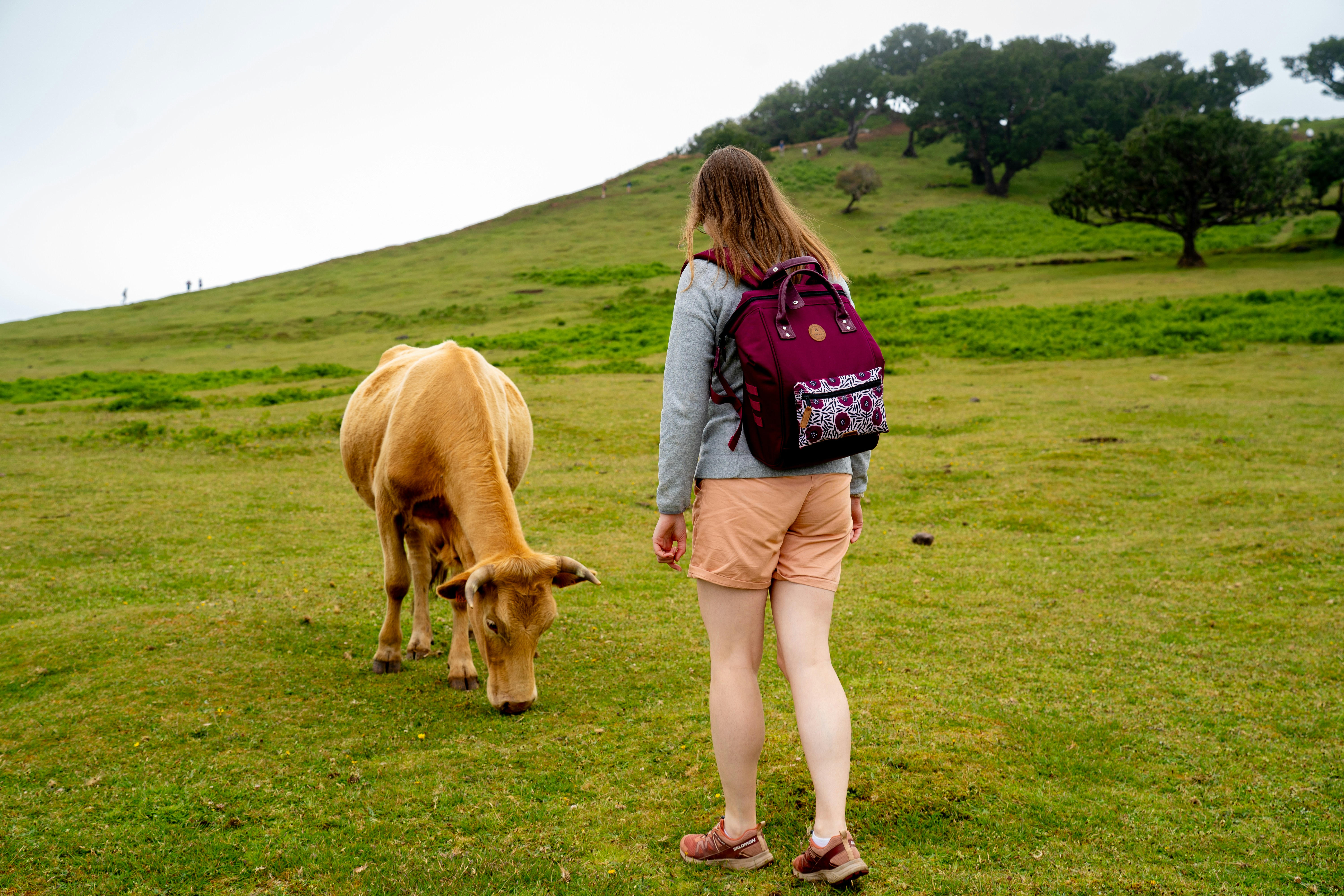 A woman with a maroon backpack walking toward a cow in a green meadow.