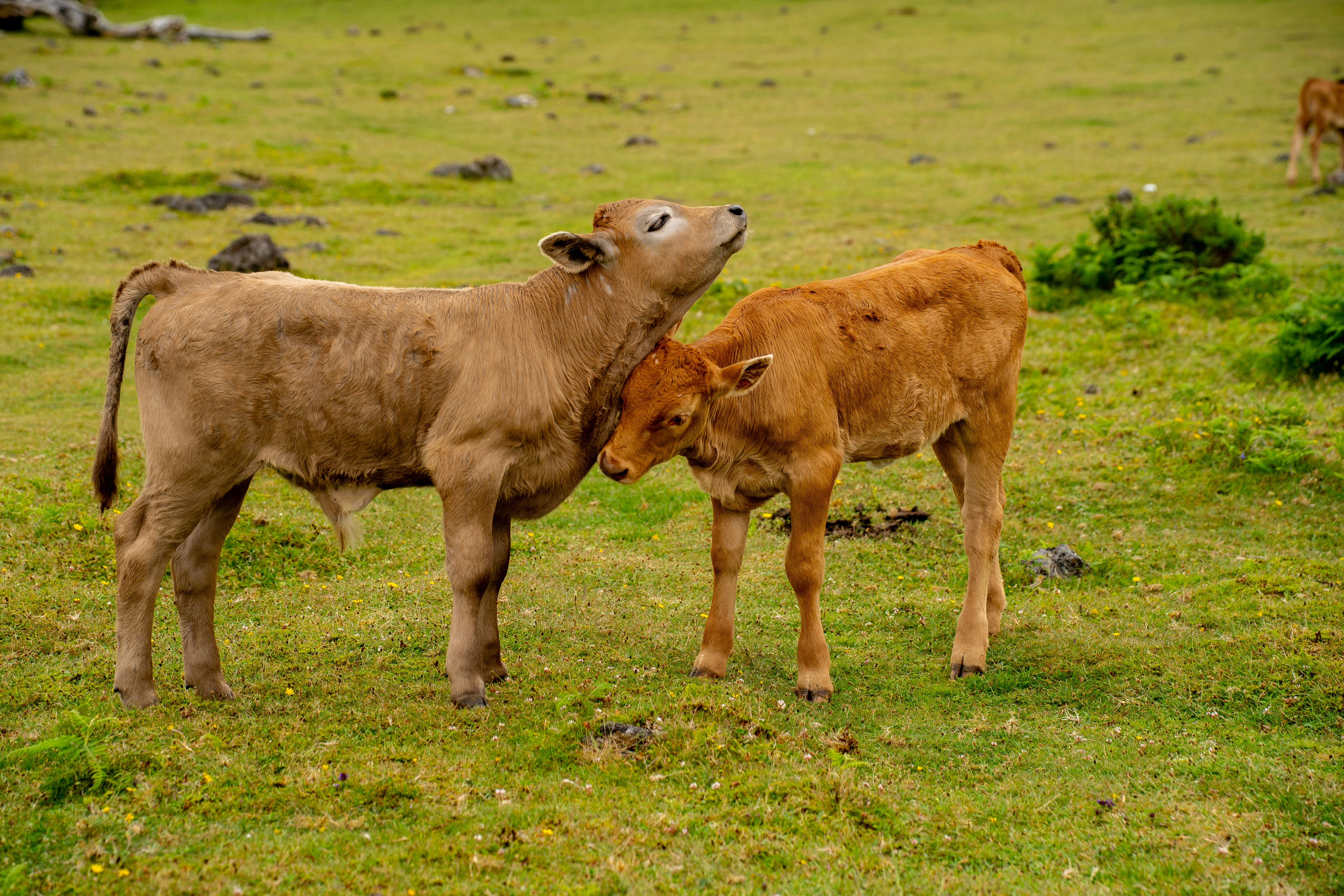 Two calves nuzzling in a green pasture with scattered rocks.