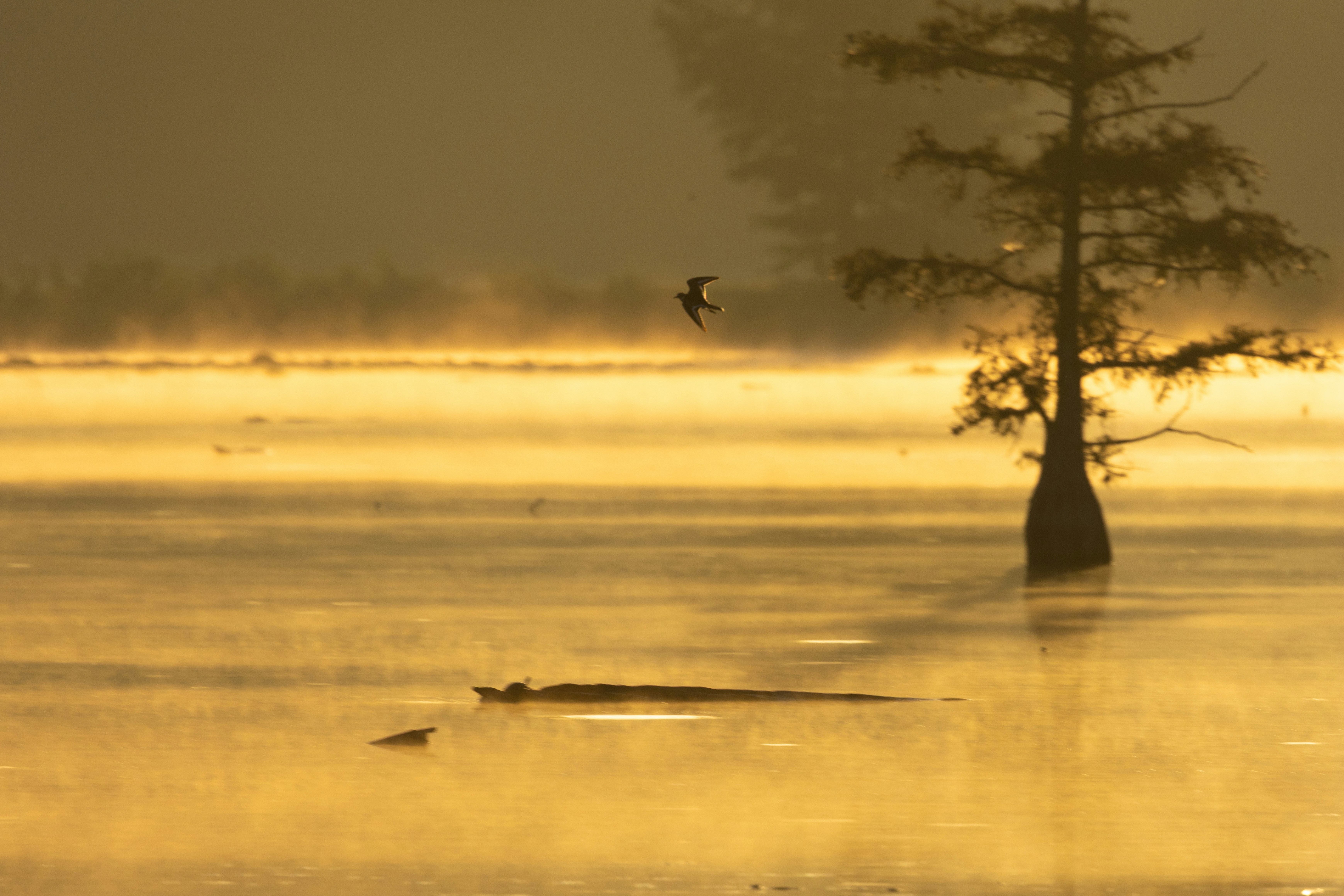 A bird flying over a misty lake with a cypress tree in golden light
