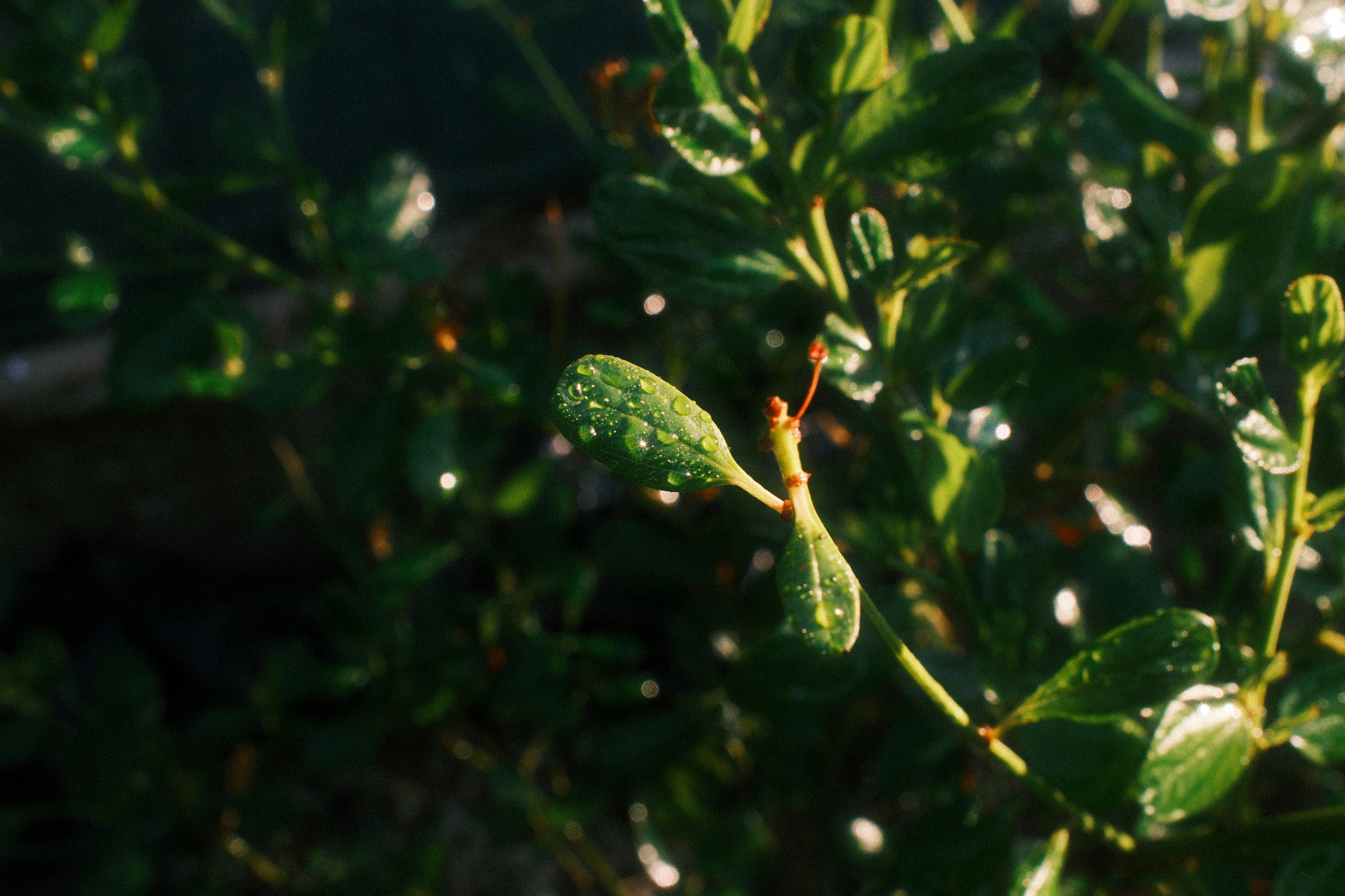 Piccole foglie verdi coperte di gocce di rugiada nella calda luce del mattino