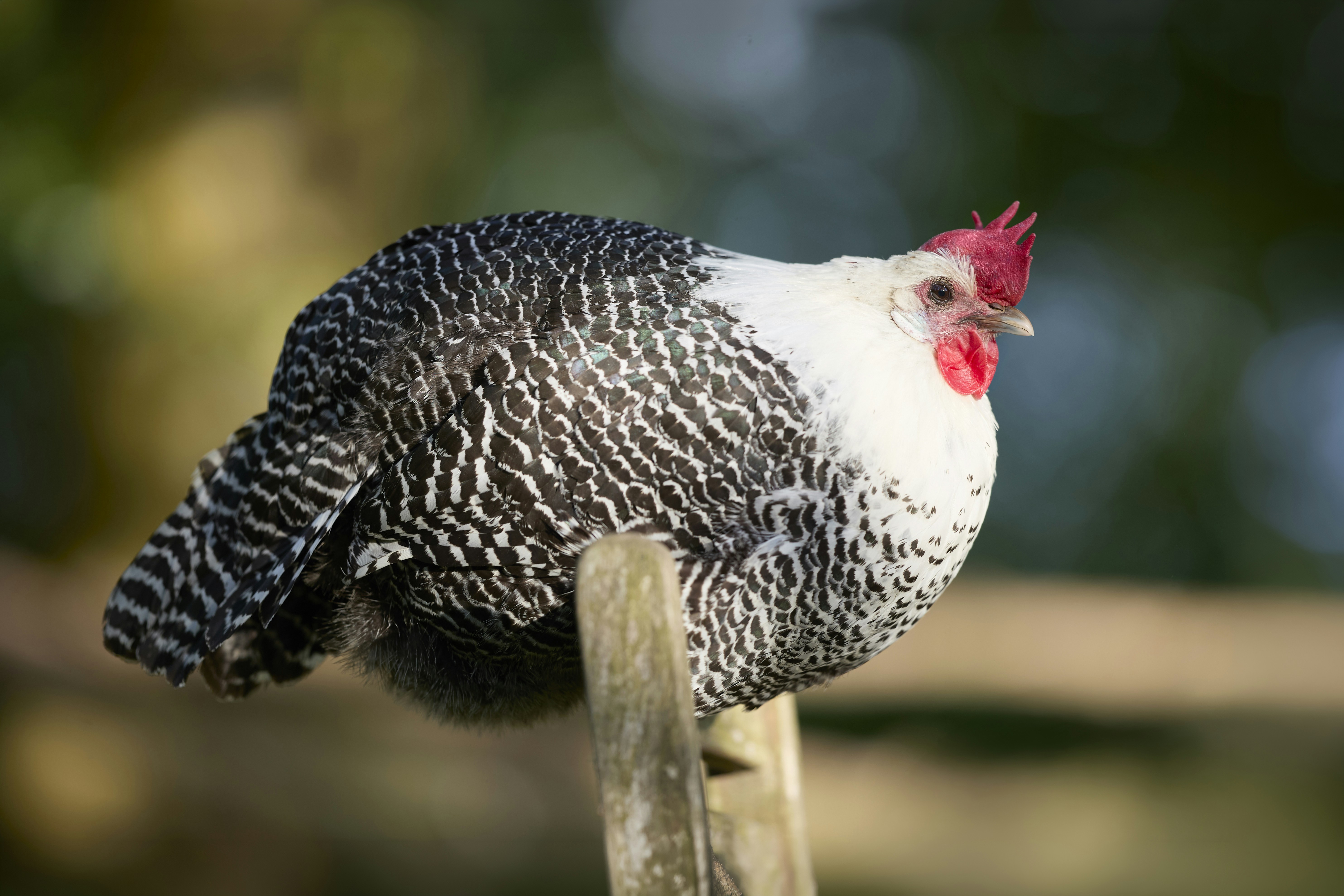 Barred rock chicken on wooden fence - Free Photo on Unsplash
