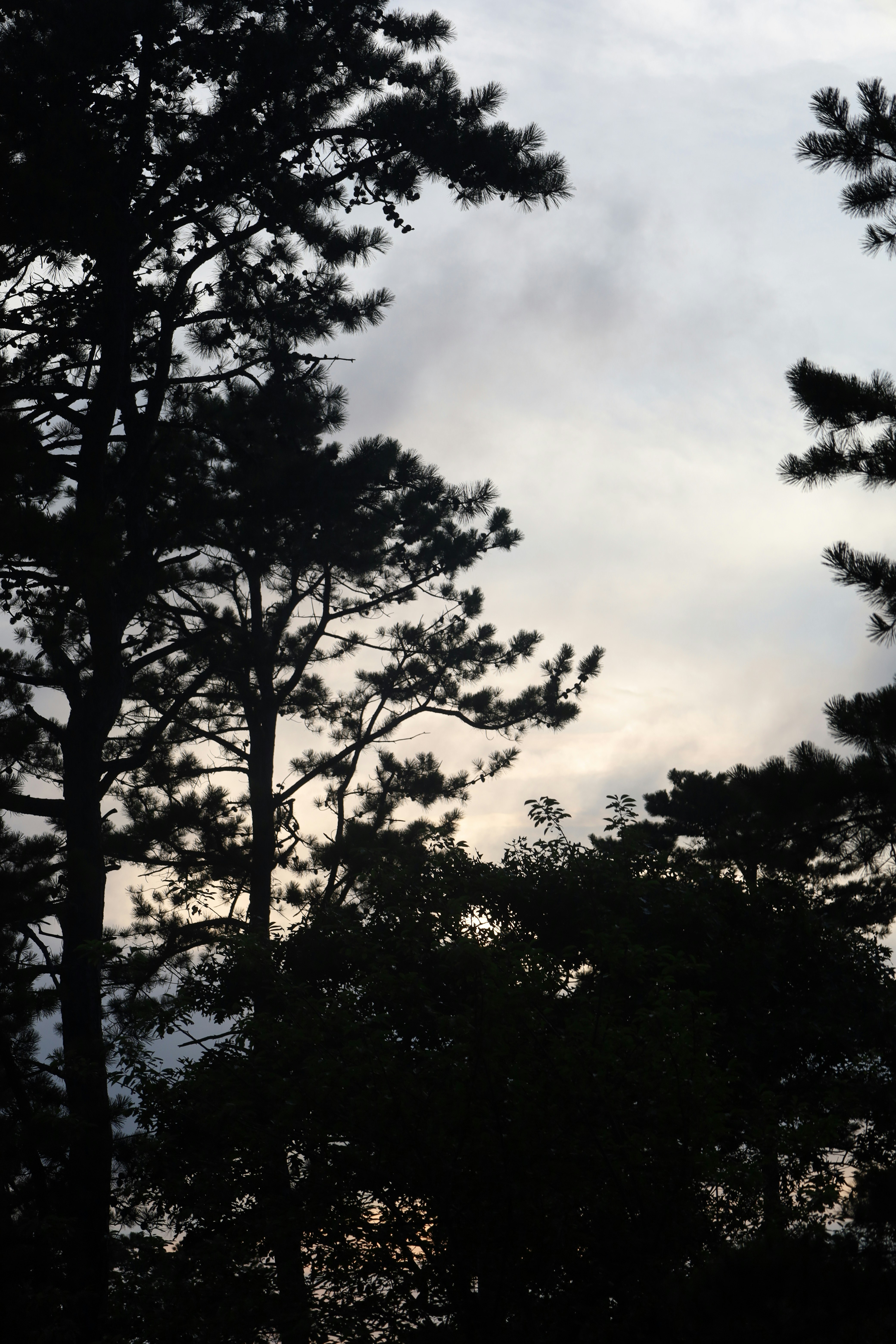 Silhouettes of pine trees against a cloudy sky at low sun