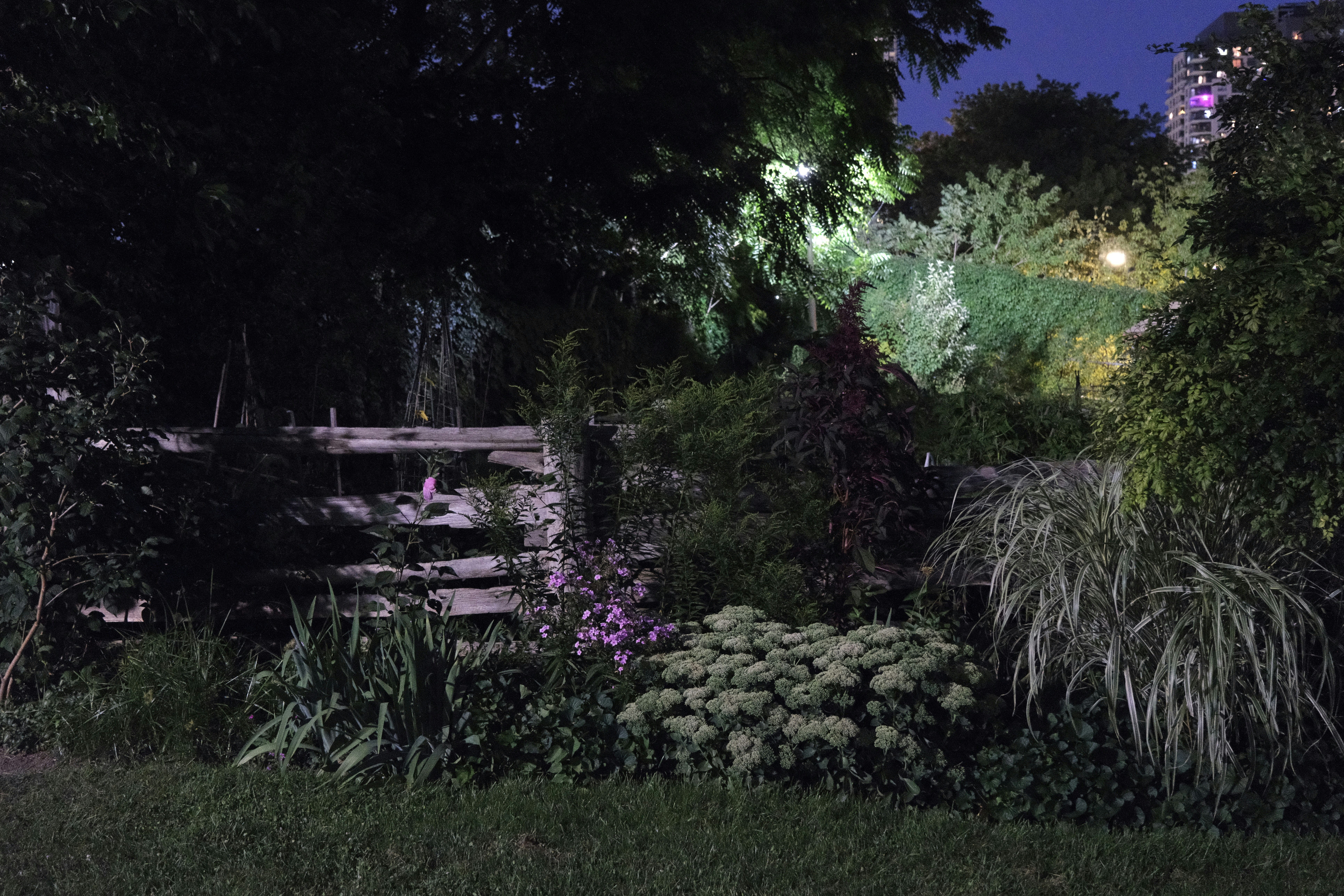 A wooden fence behind lush garden plants and flowers at night