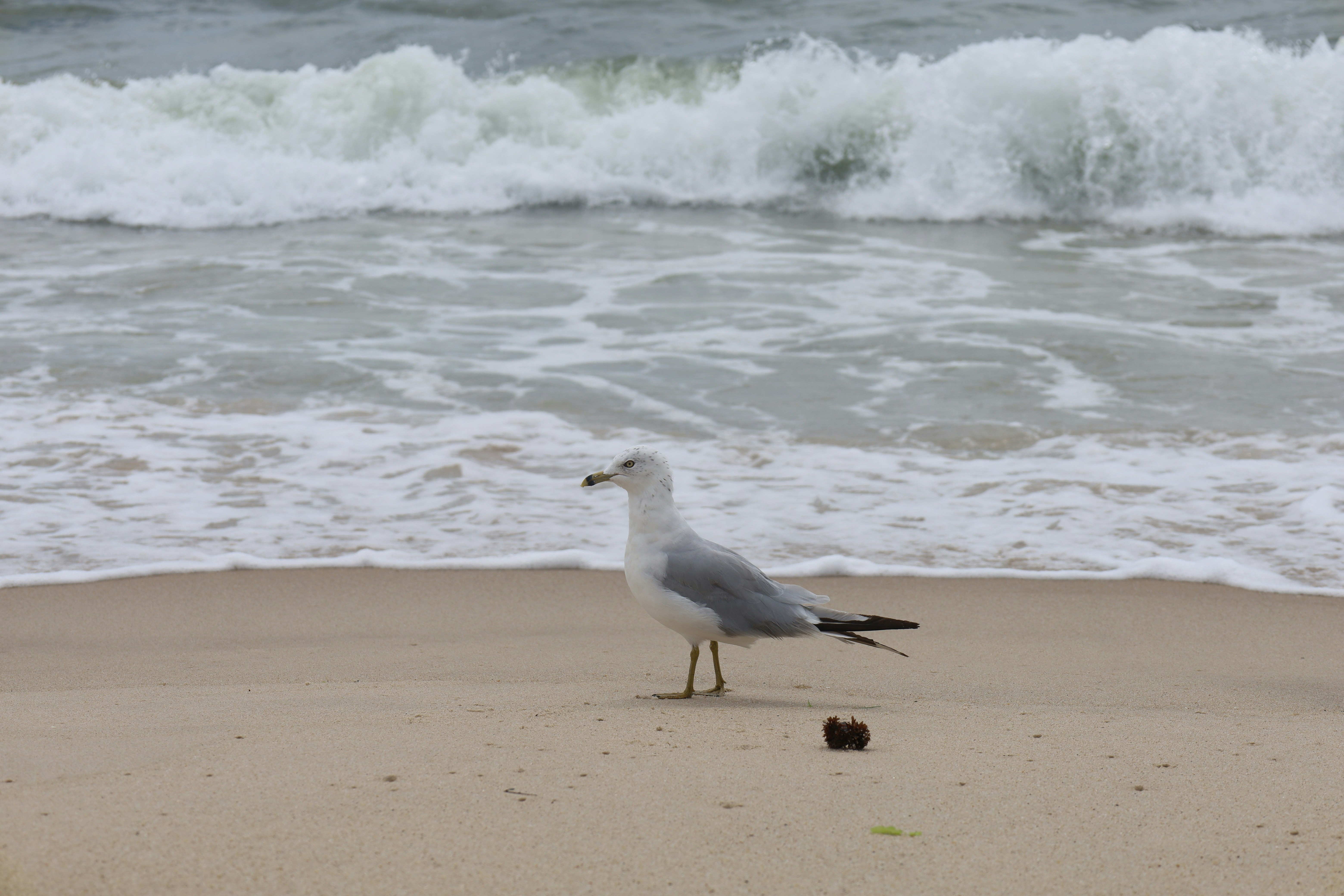 A seagull on a sandy beach with white waves crashing in the background