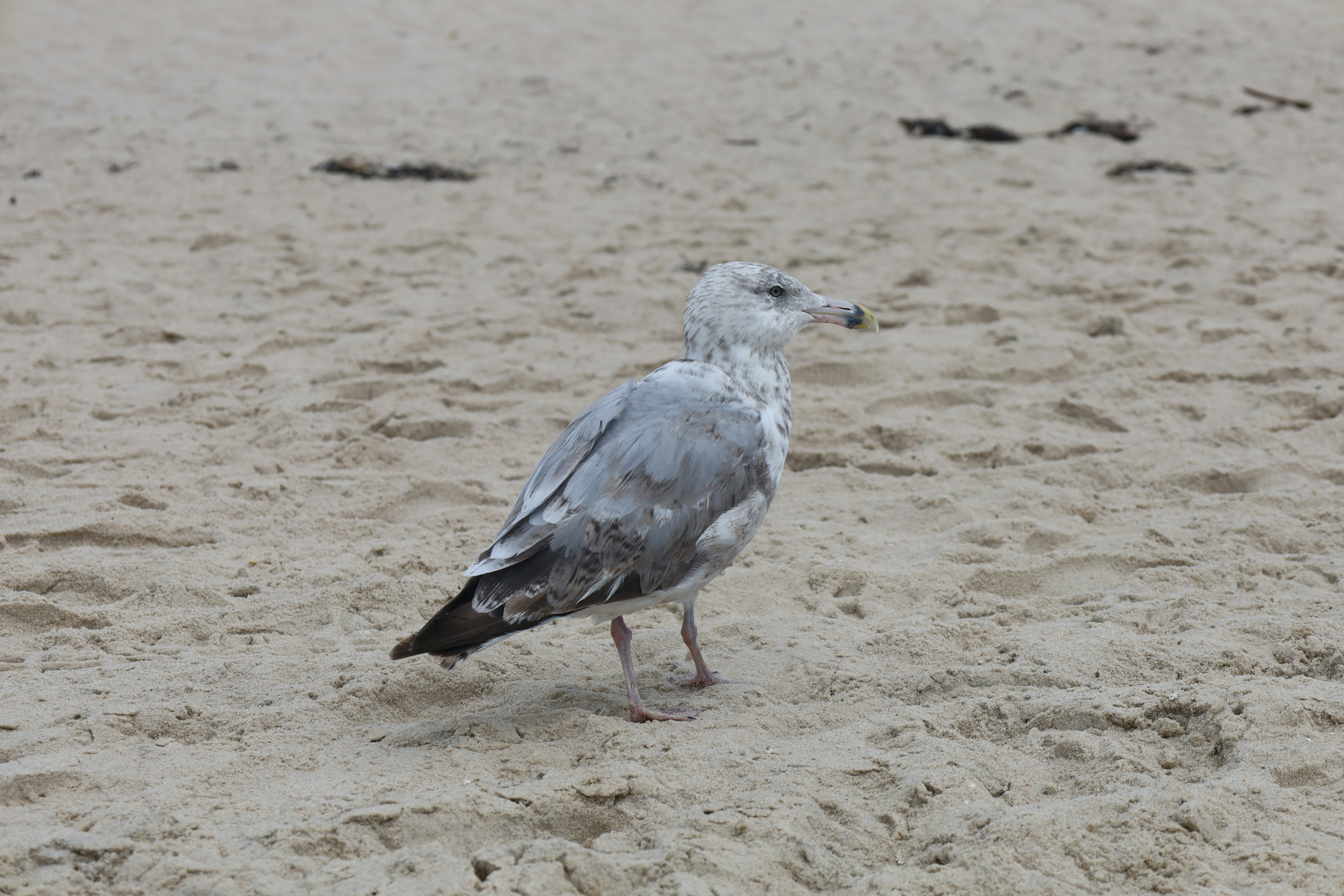 A grey and white seagull on a sandy beach