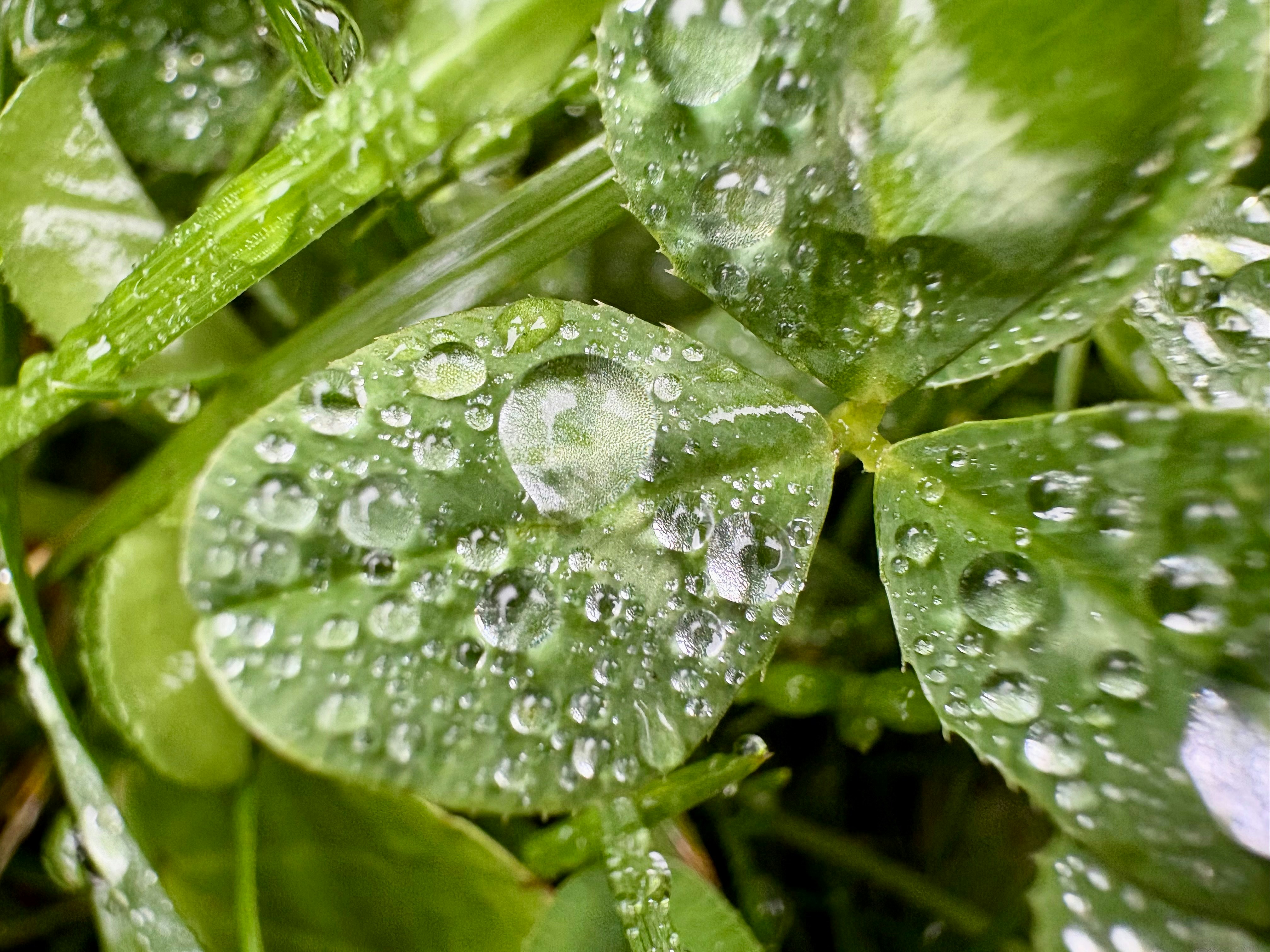Clear water droplets on green clover leaves after a rain shower