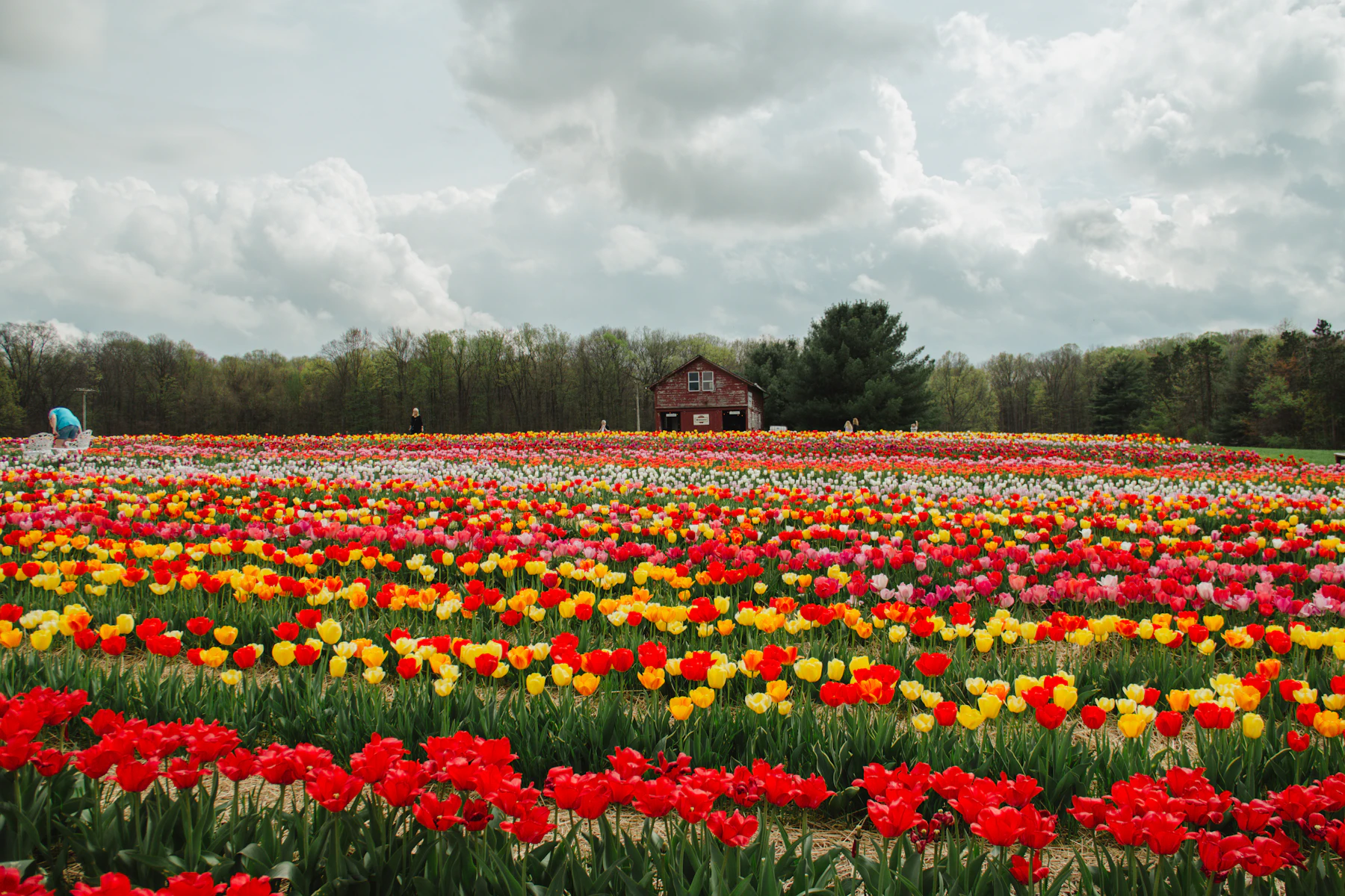 Rows of red, yellow and orange tulips running across a field to a red barn and a line of trees