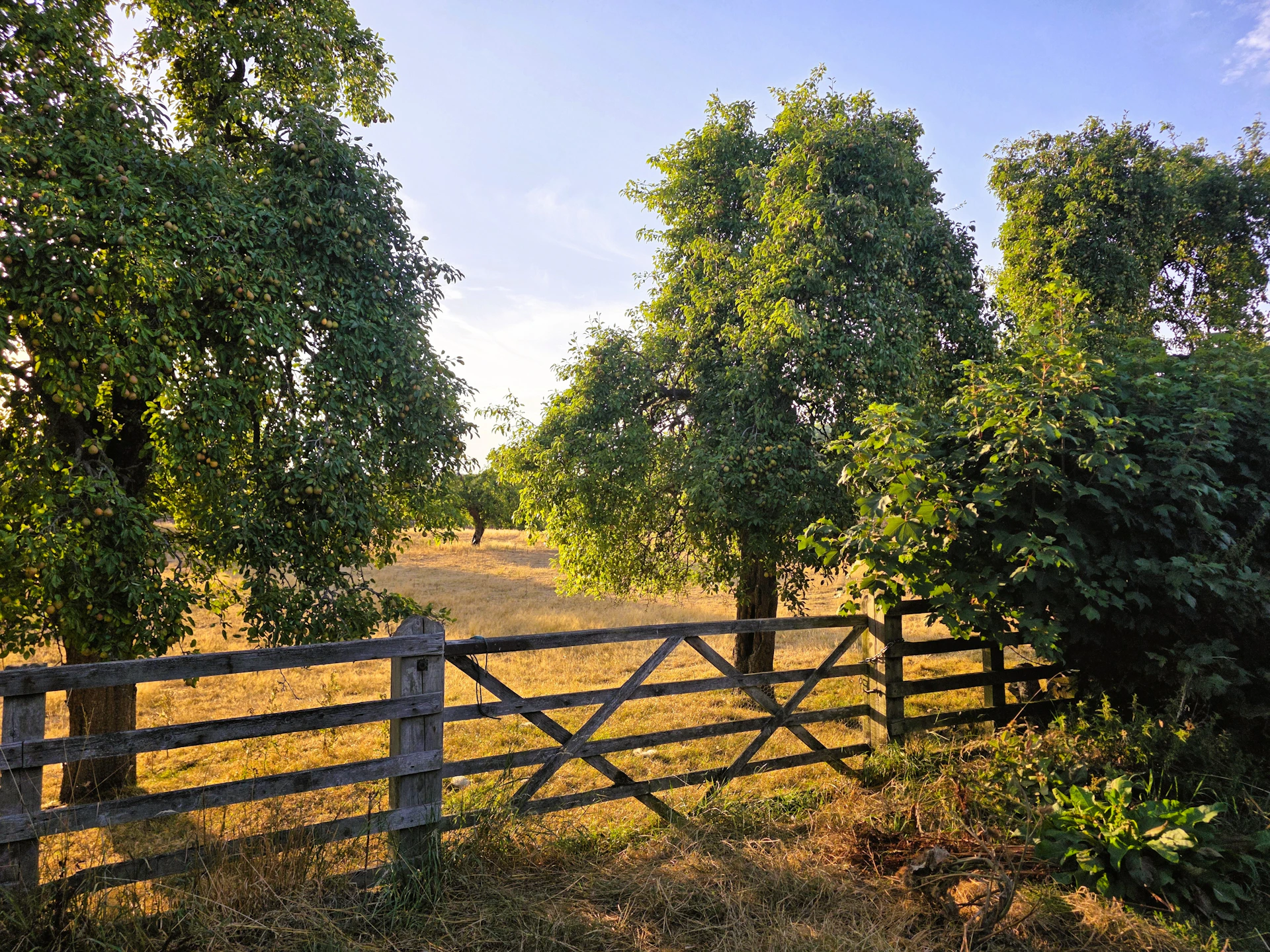 A wooden fence bordering a field with fruit trees under a clear sky