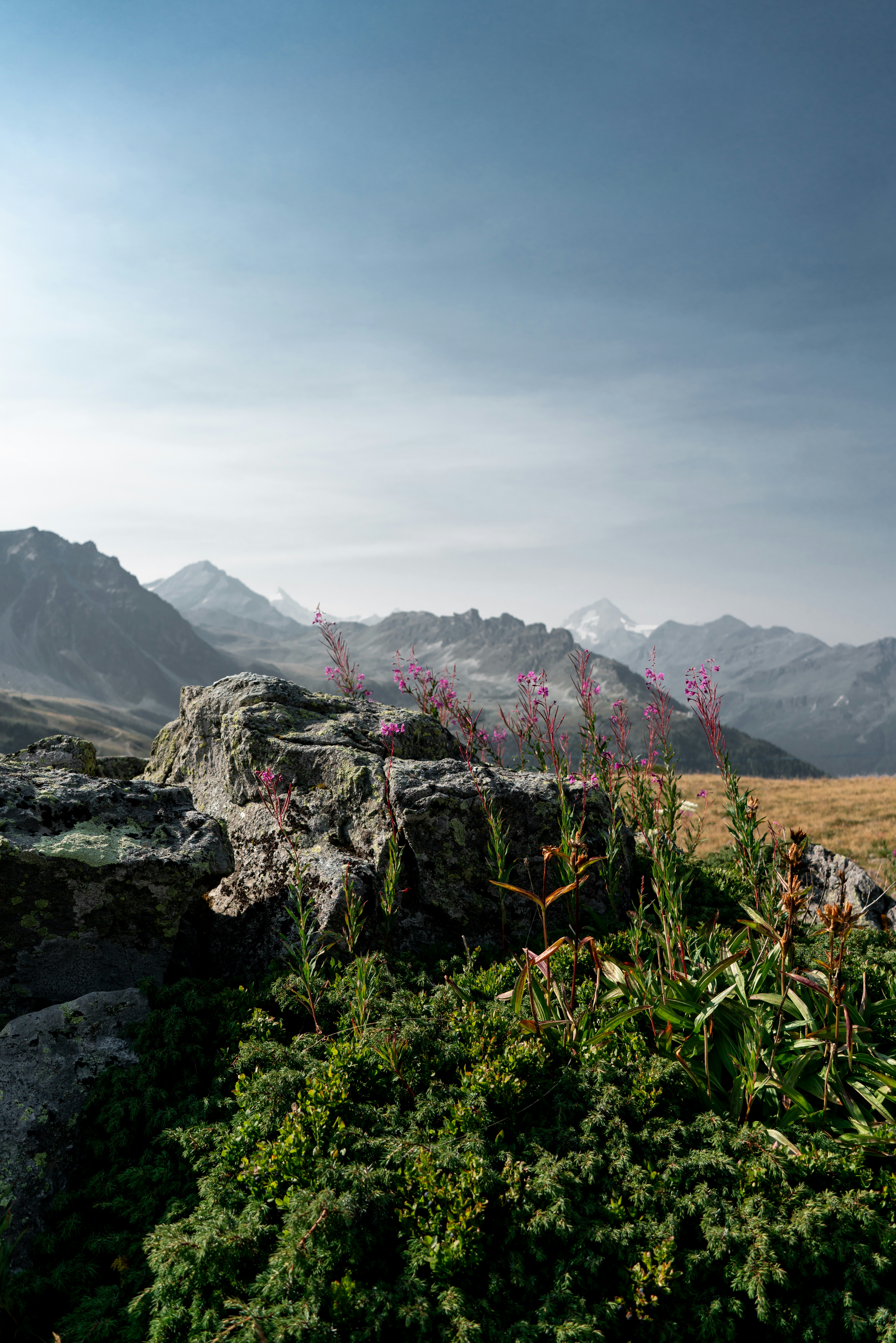 Des fleurs roses d’asphypies poussant parmi des rochers gris avec des sommets lointains en arrière-plan