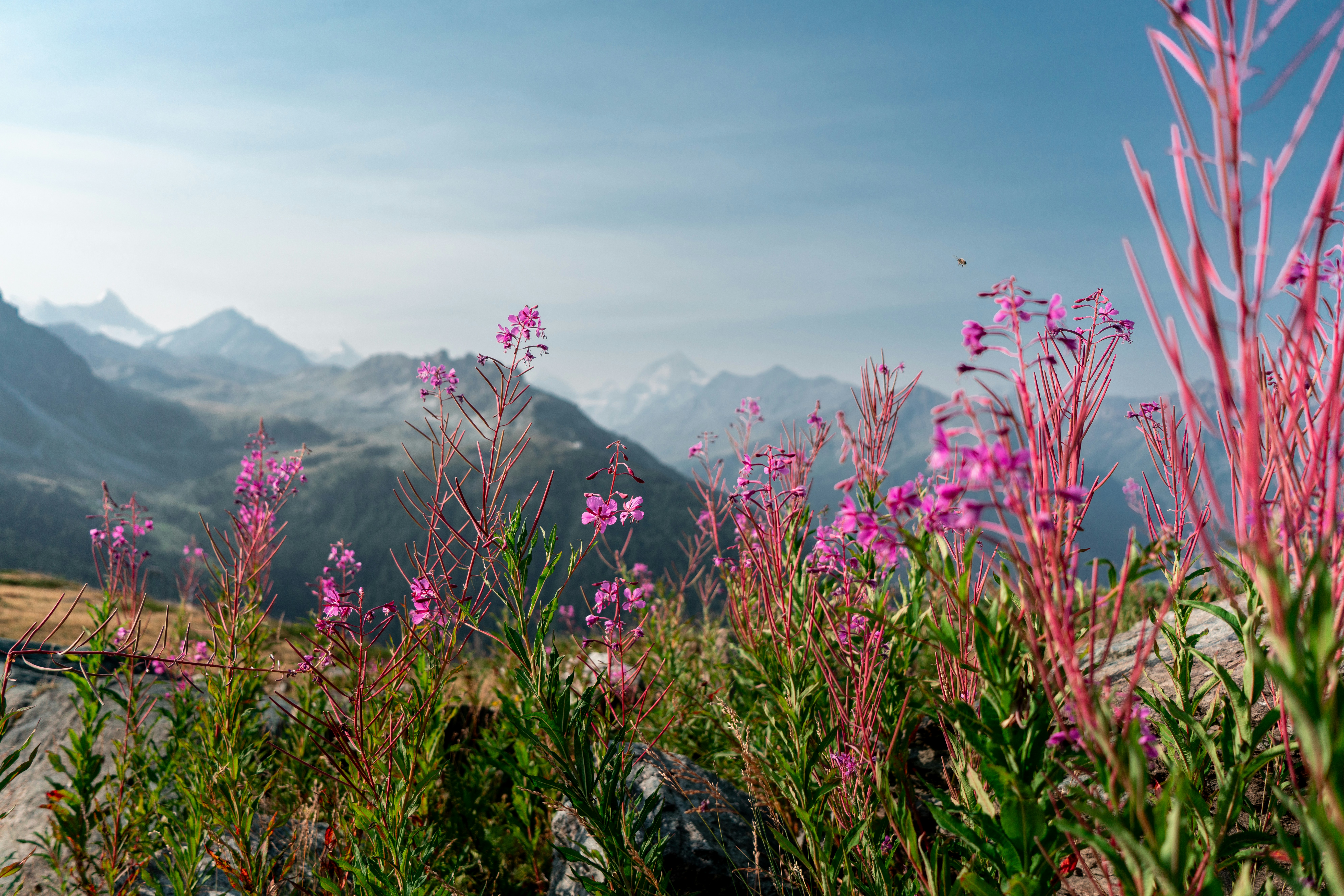 Des fleurs d’asclépiades roses fleurissant sur une pente rocheuse avec des sommets lointains