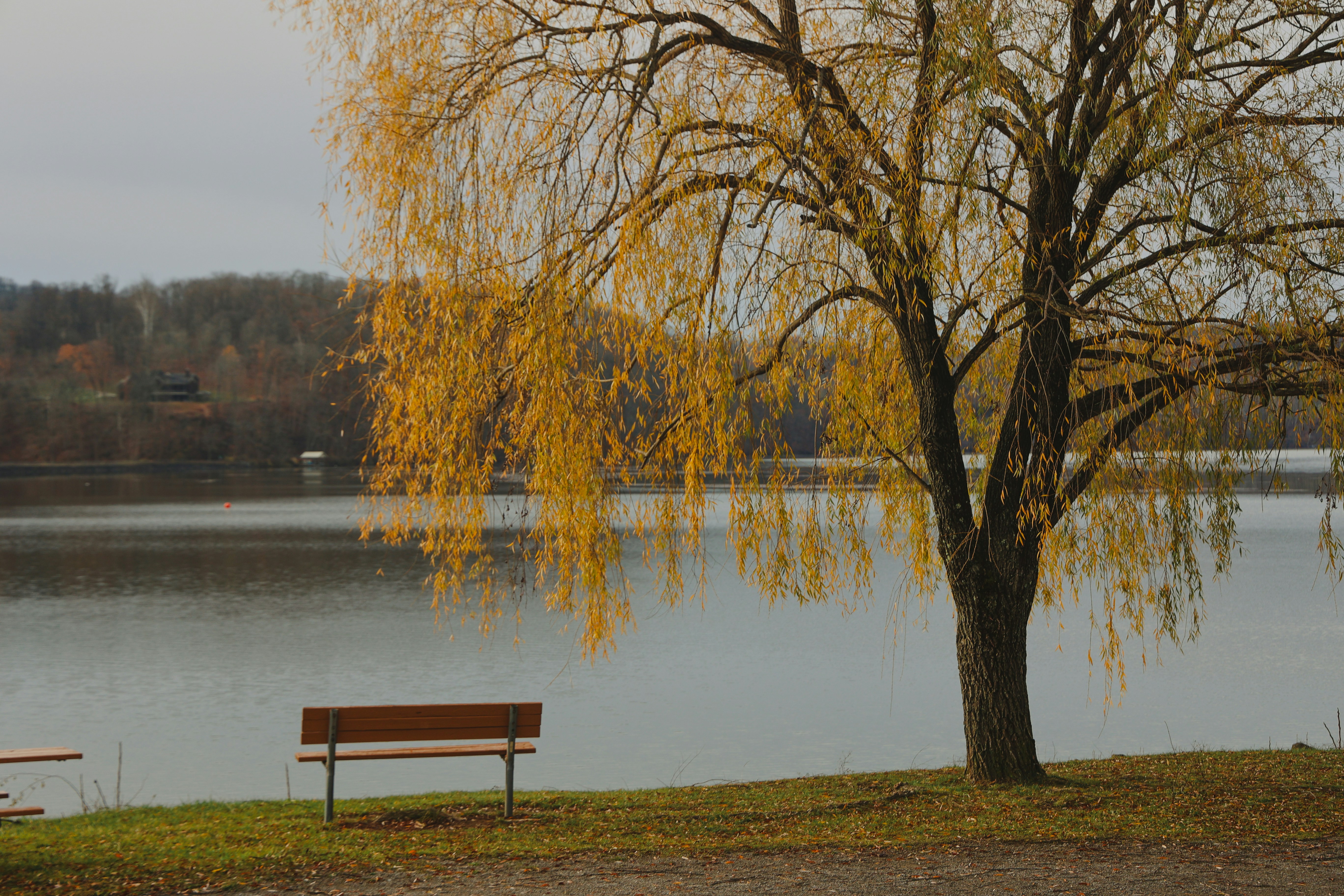 A willow tree with yellow autumn leaves beside a wooden bench near a lake