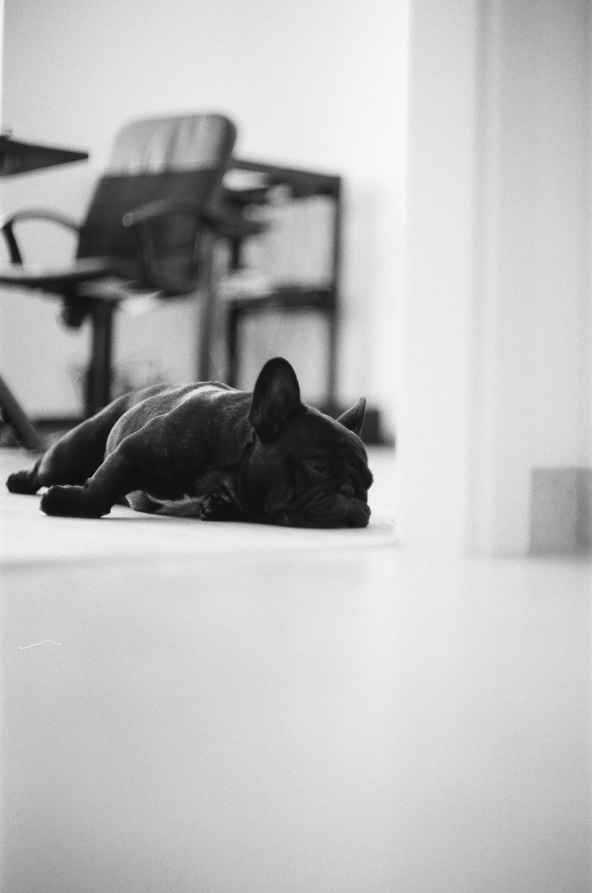 A black French bulldog lying on a floor near an office chair
