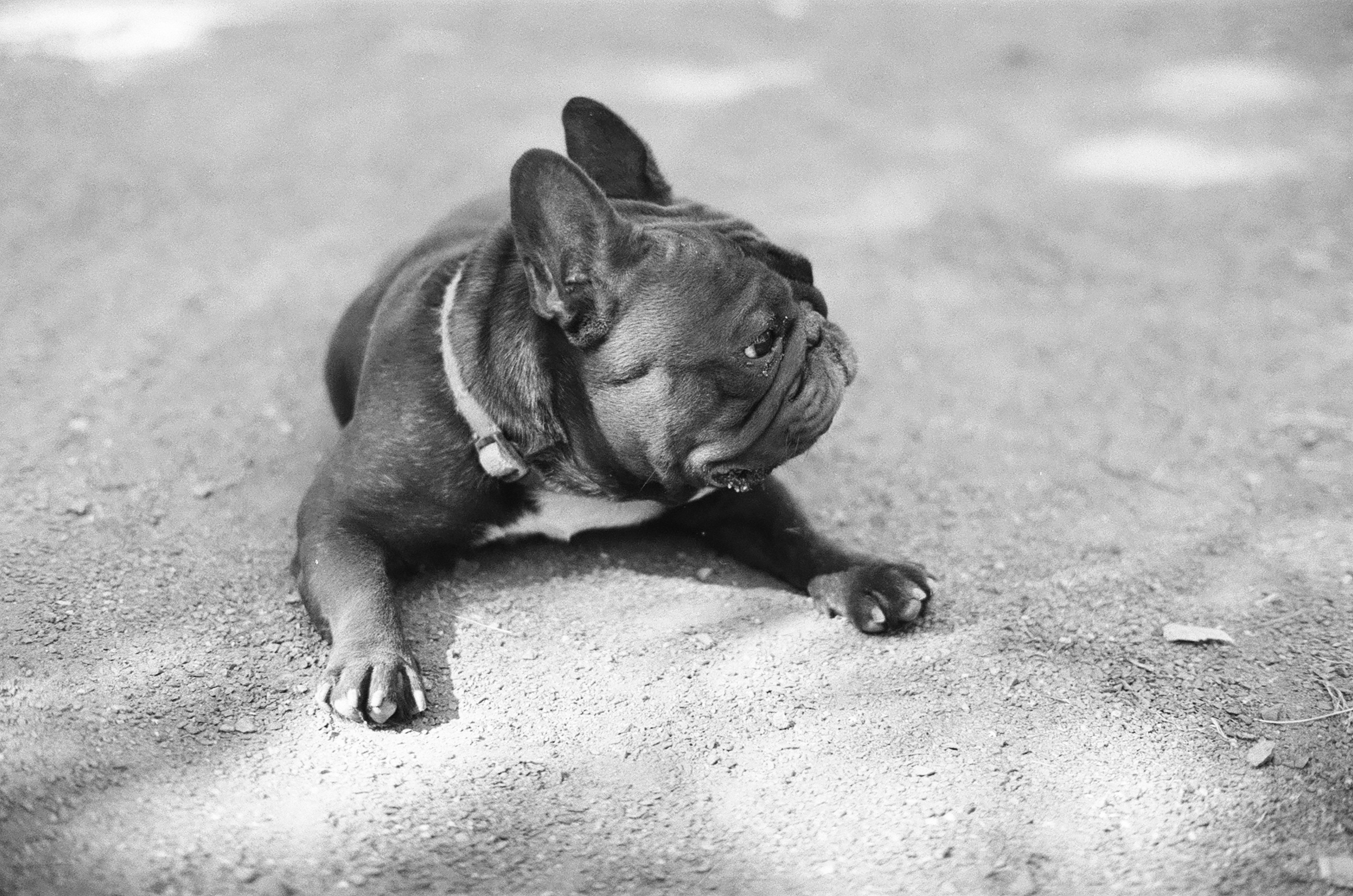 A French bulldog with a collar lying on a textured ground surface