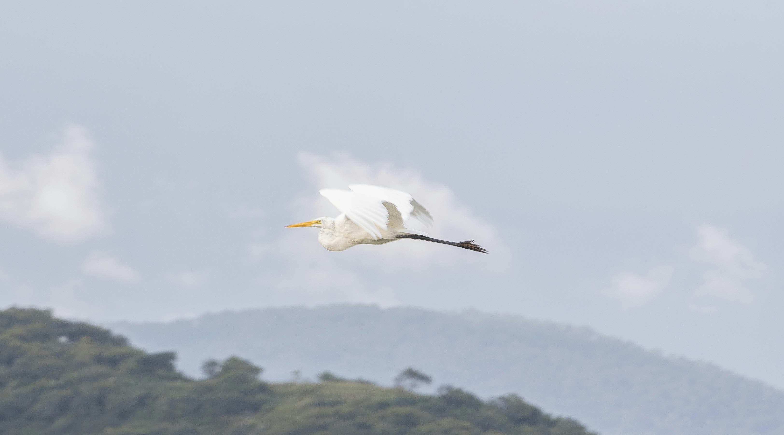Un grande airone bianco che vola contro un cielo pallido sopra una collina verde