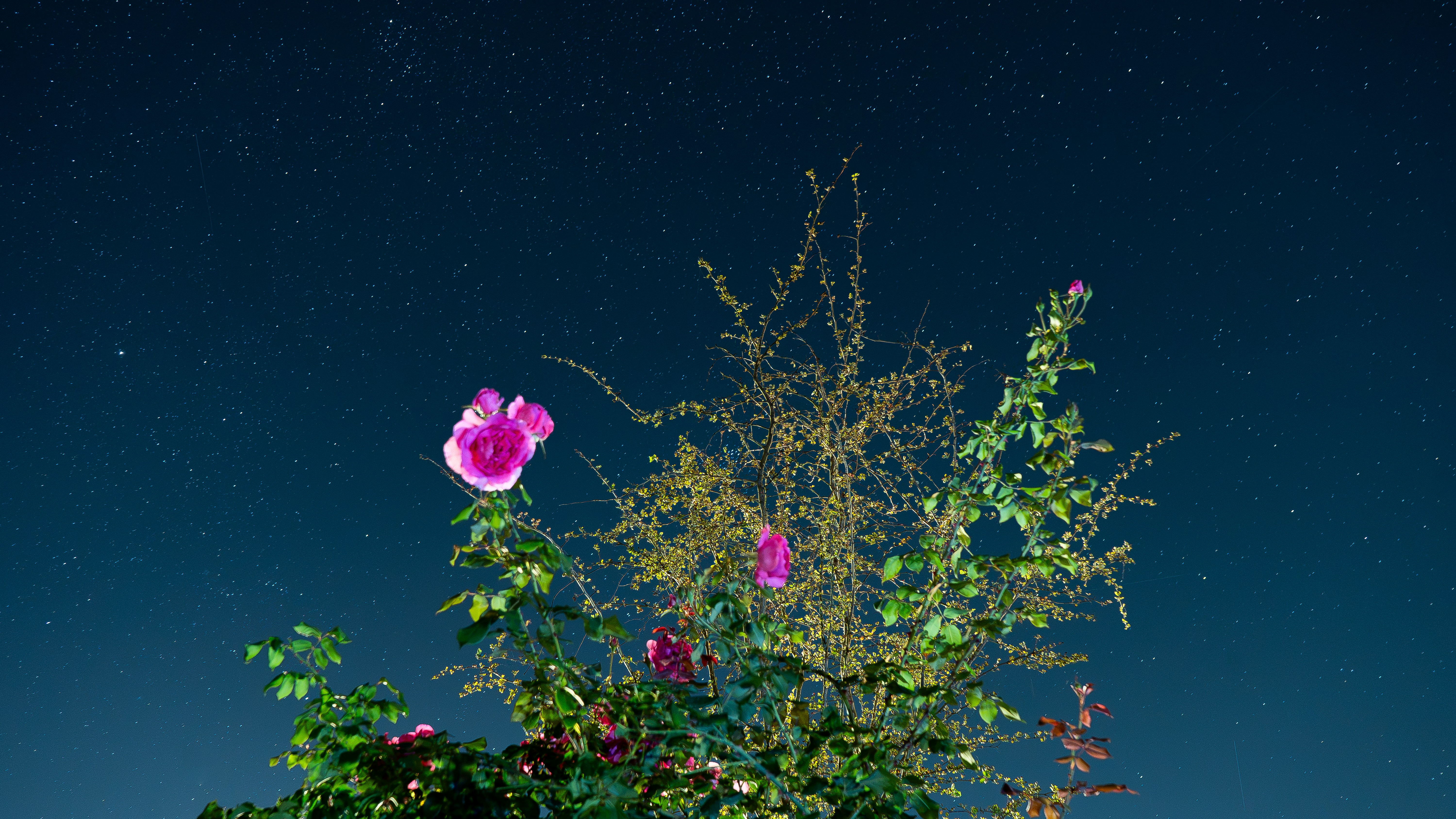 Pink roses on a bush against a dark night sky filled with stars - 相关推荐