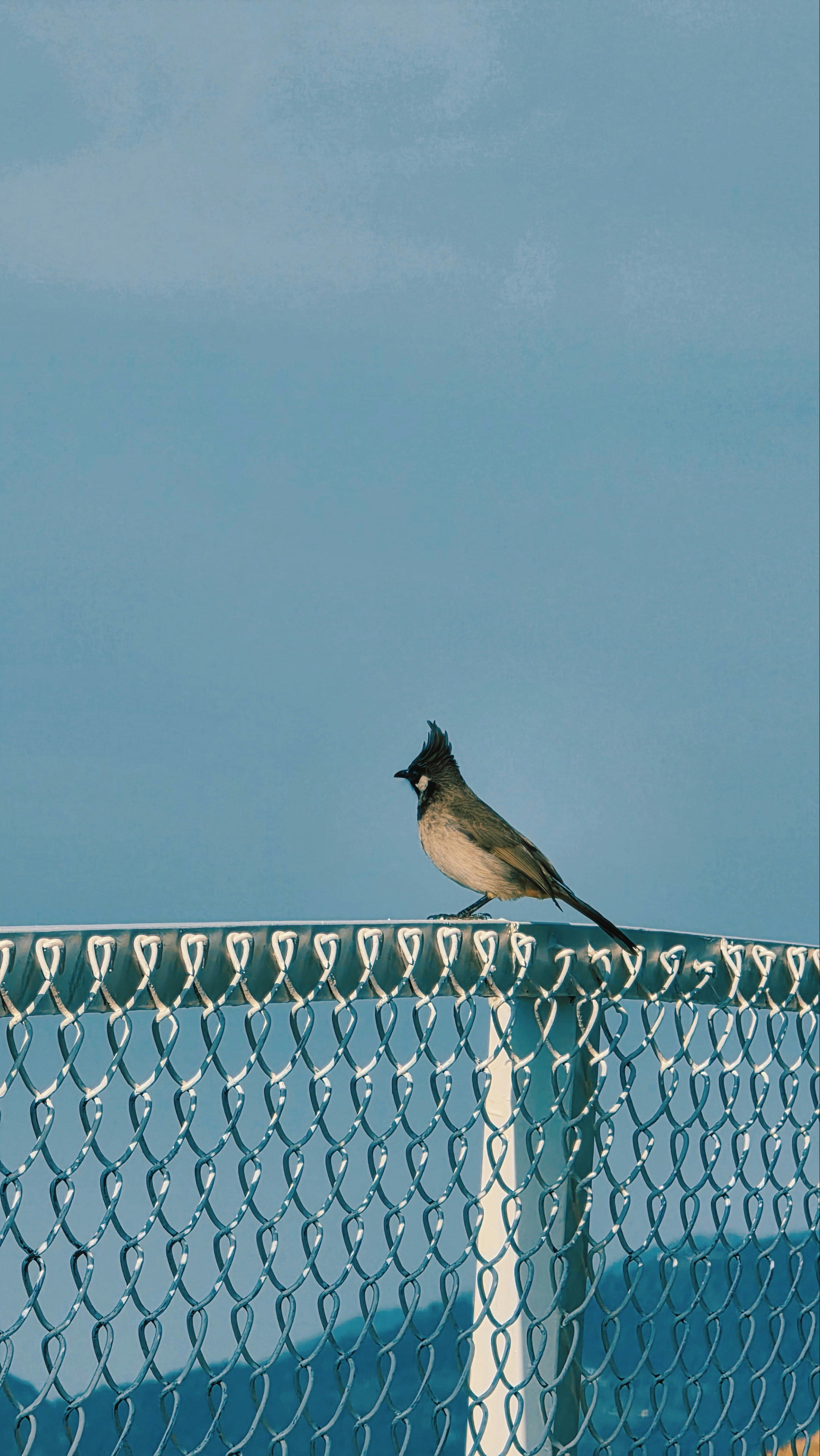 A red-whiskered bulbul perched on a silver chain link fence against a blue sky
