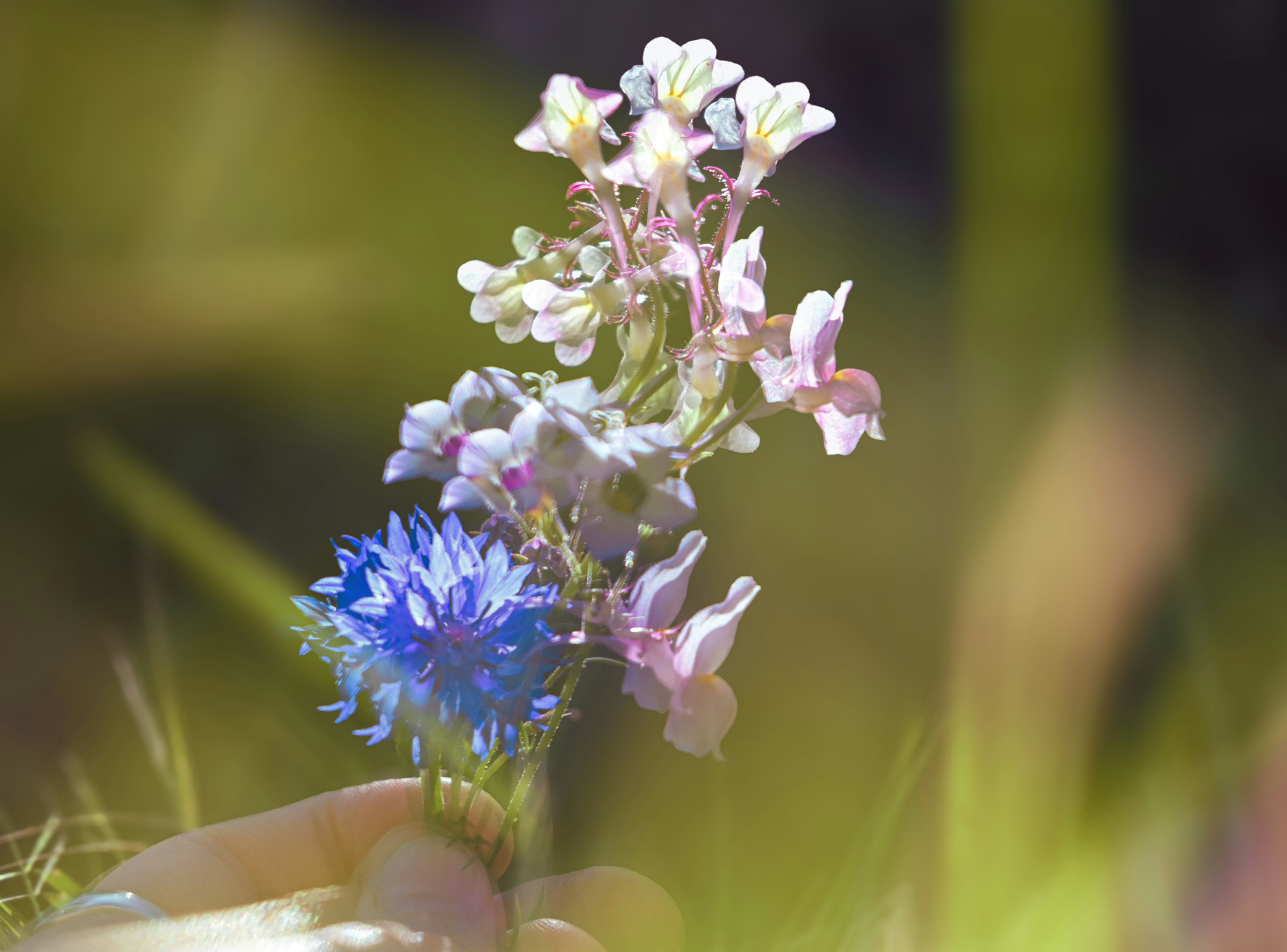 Una mano sosteniendo un pequeño ramo de acianos azules y flores silvestres rosa pálido