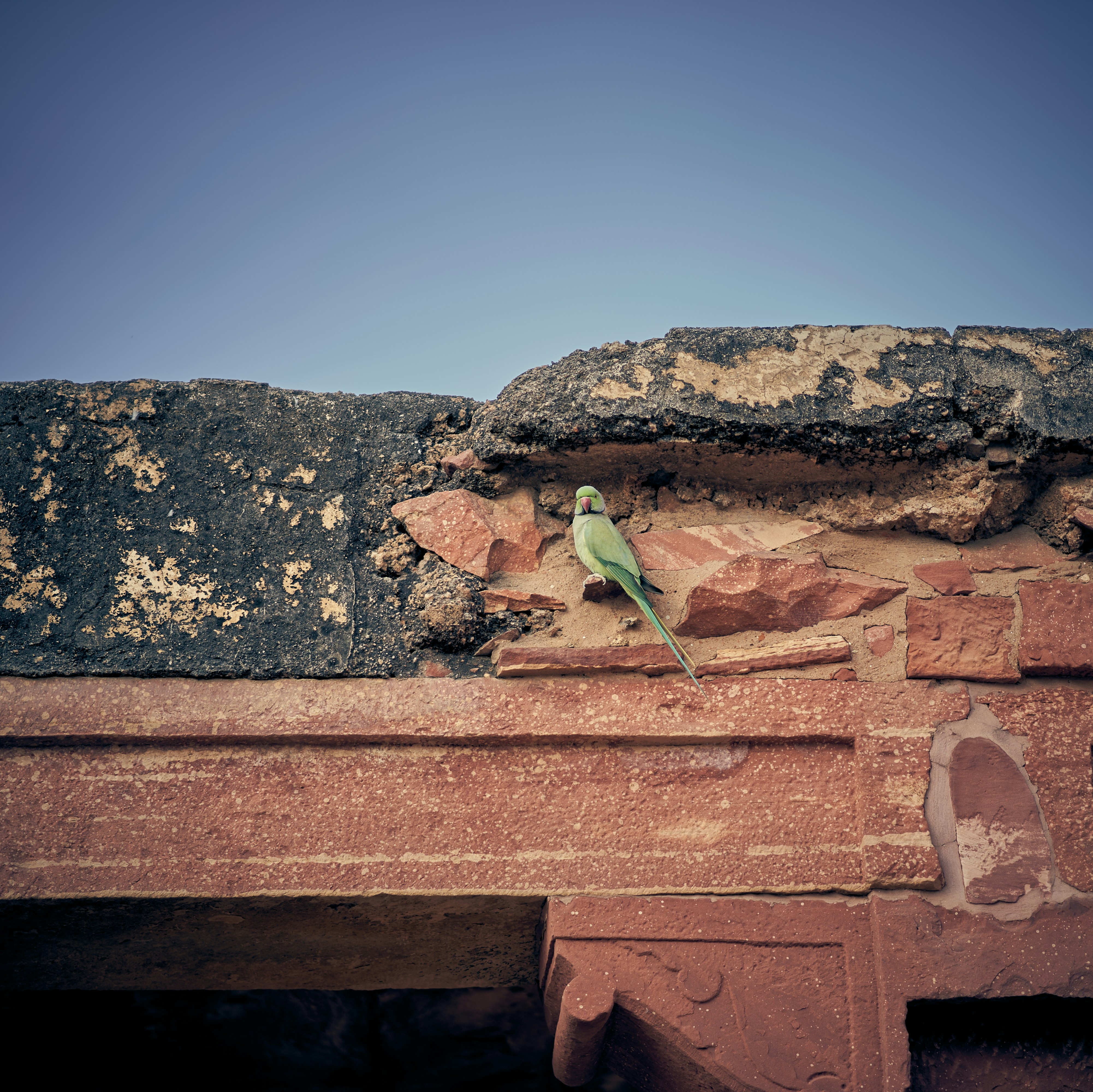 A green rose-ringed parakeet perched on a weathered red sandstone wall.