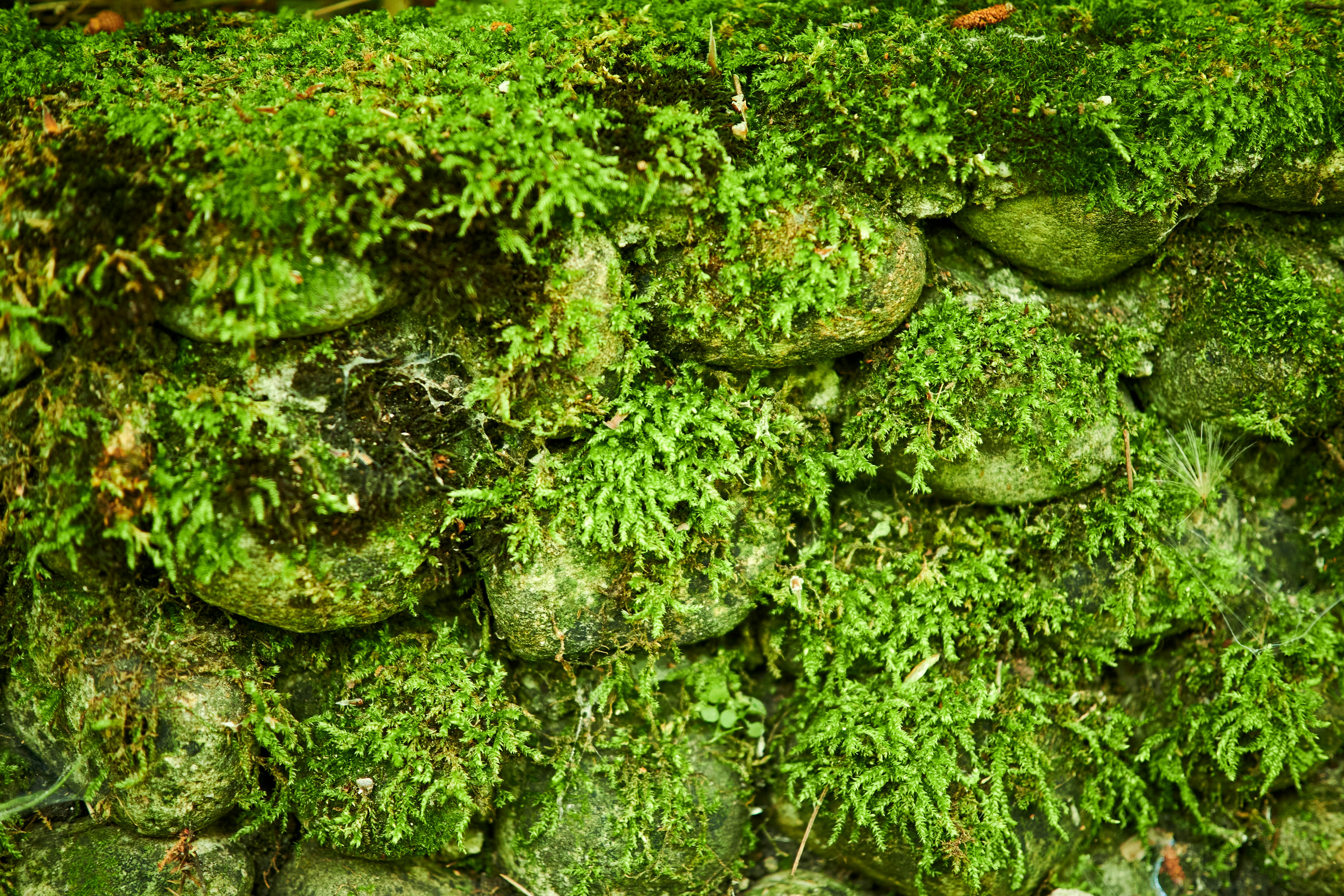 Un muro di pietra coperto da uno spesso muschio verde e piccole felci