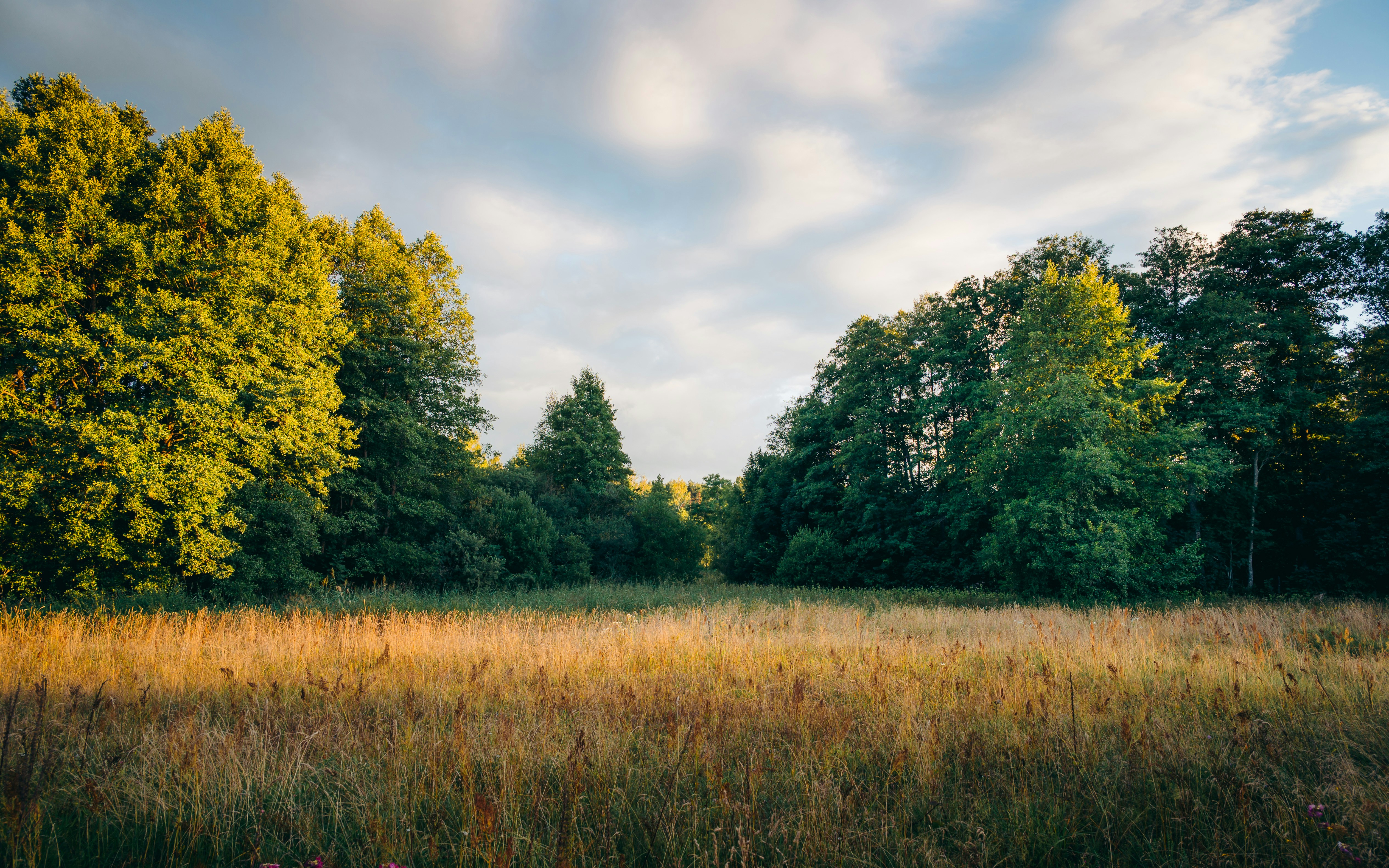 A golden meadow bordered by dense green trees under a cloudy sky