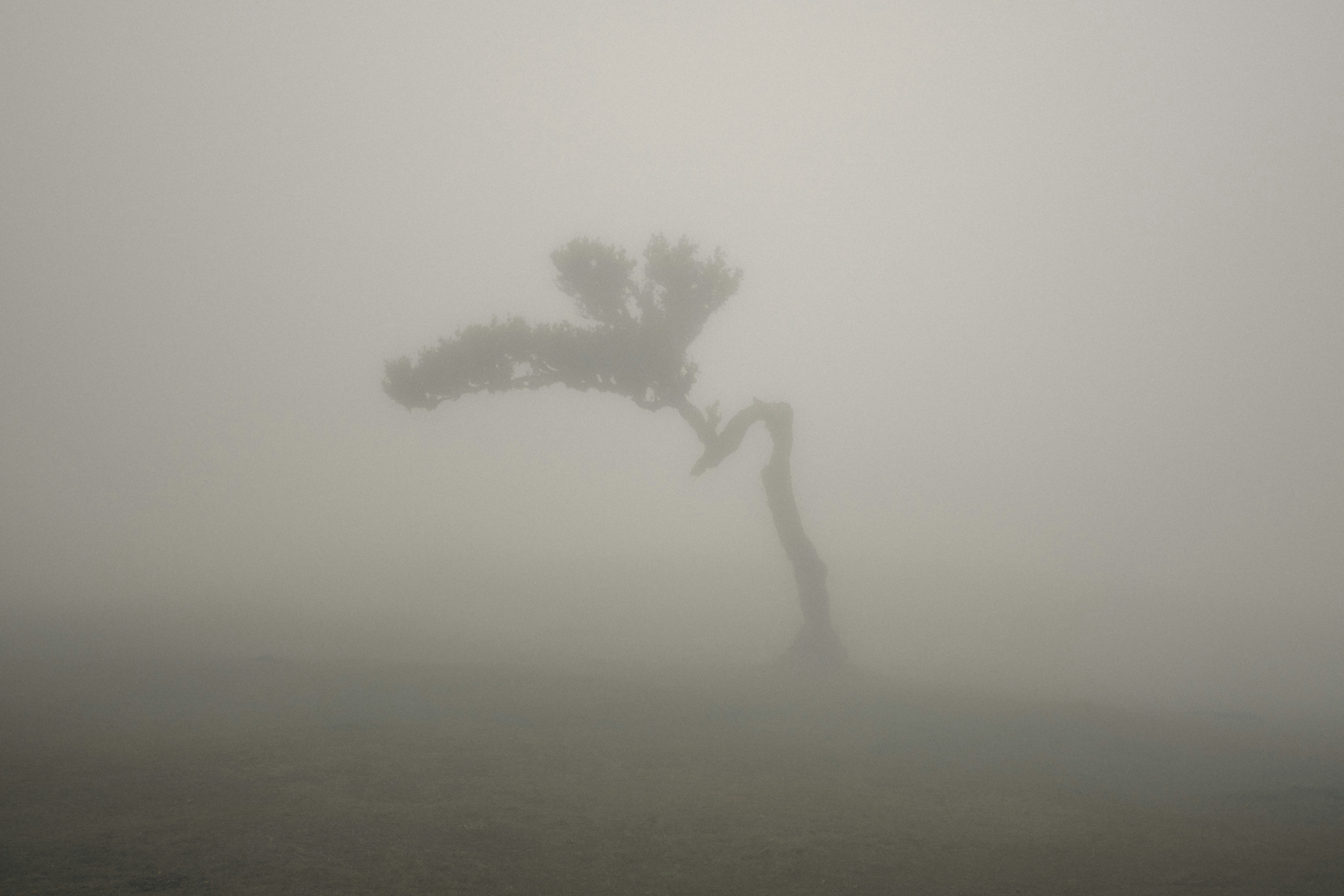 A lone tree with a bent trunk emerging from thick grey fog.