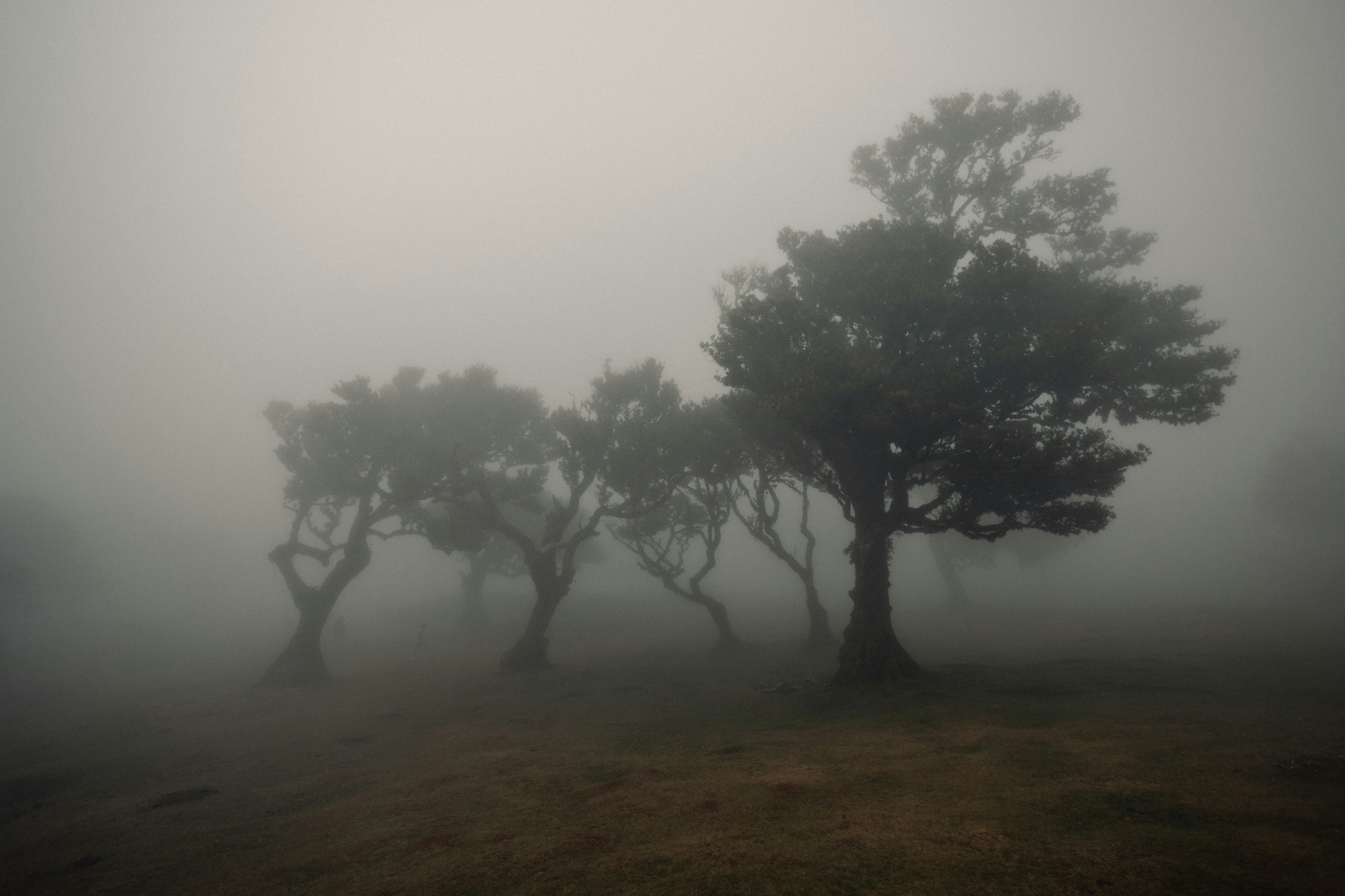 Silhouetted trees in a dense, misty forest on a grassy hillside.