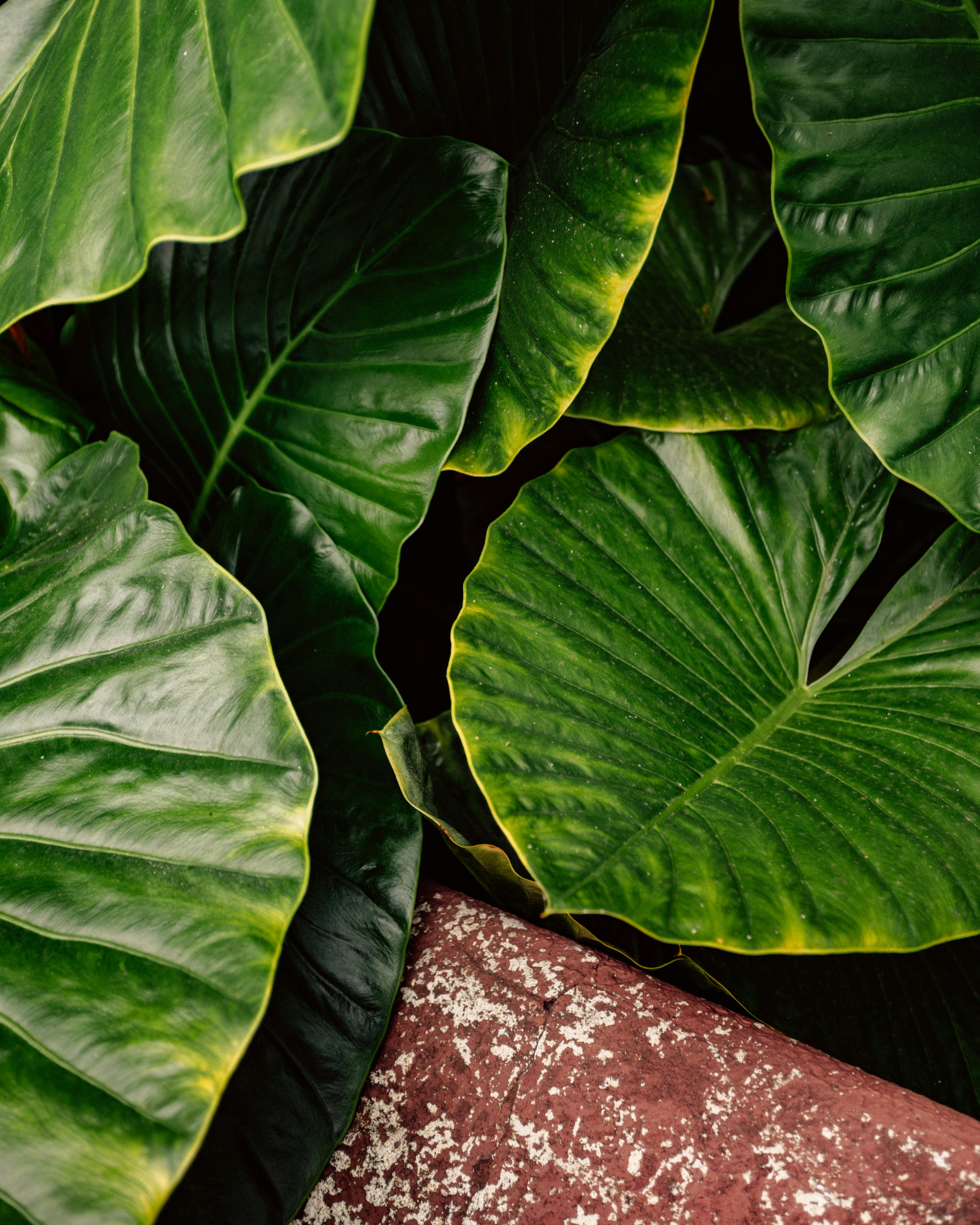 Large green elephant ear leaves overlapping above a weathered red concrete ledge.