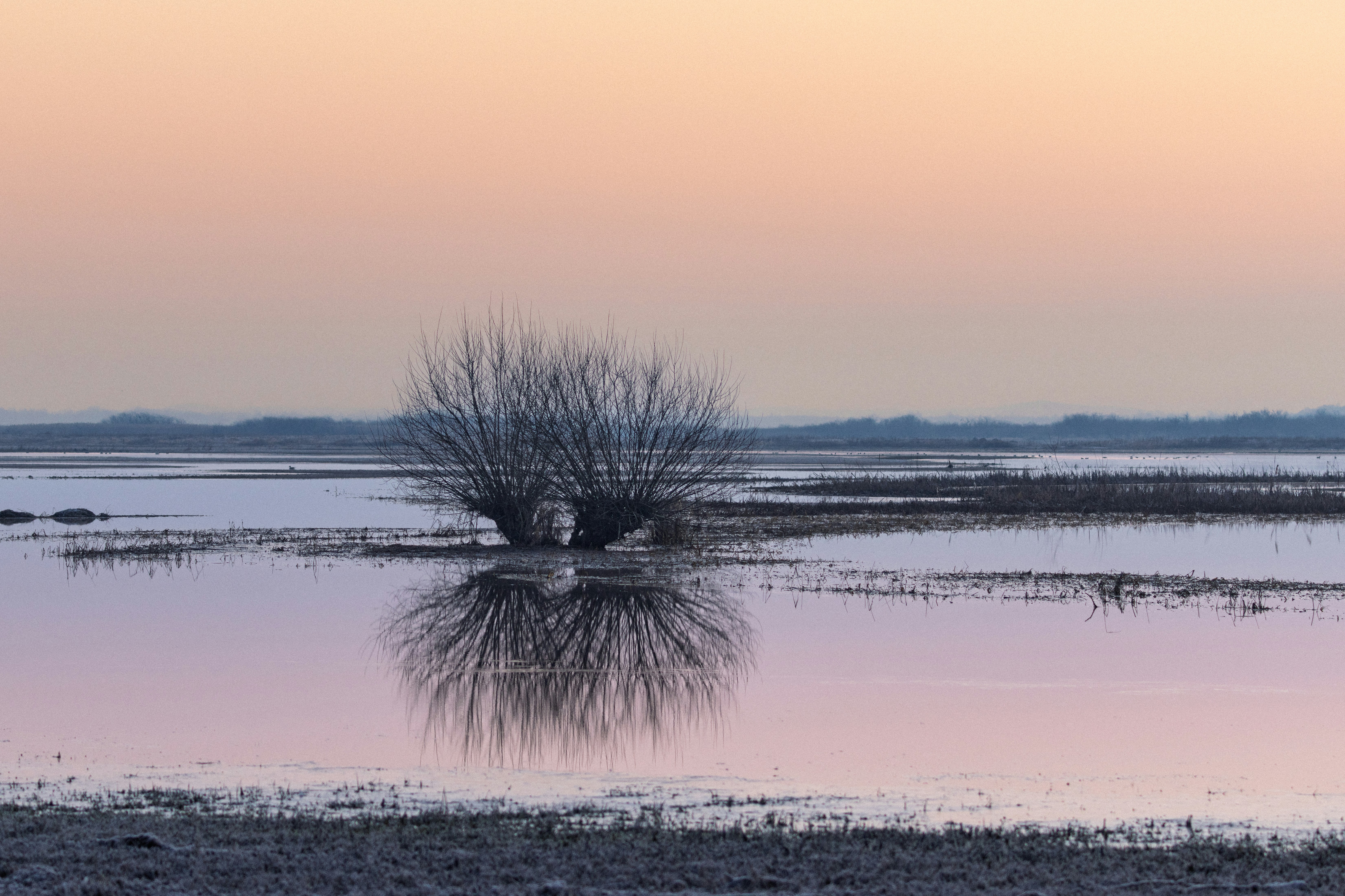 A bare tree reflected in the calm water of a marsh at golden hour