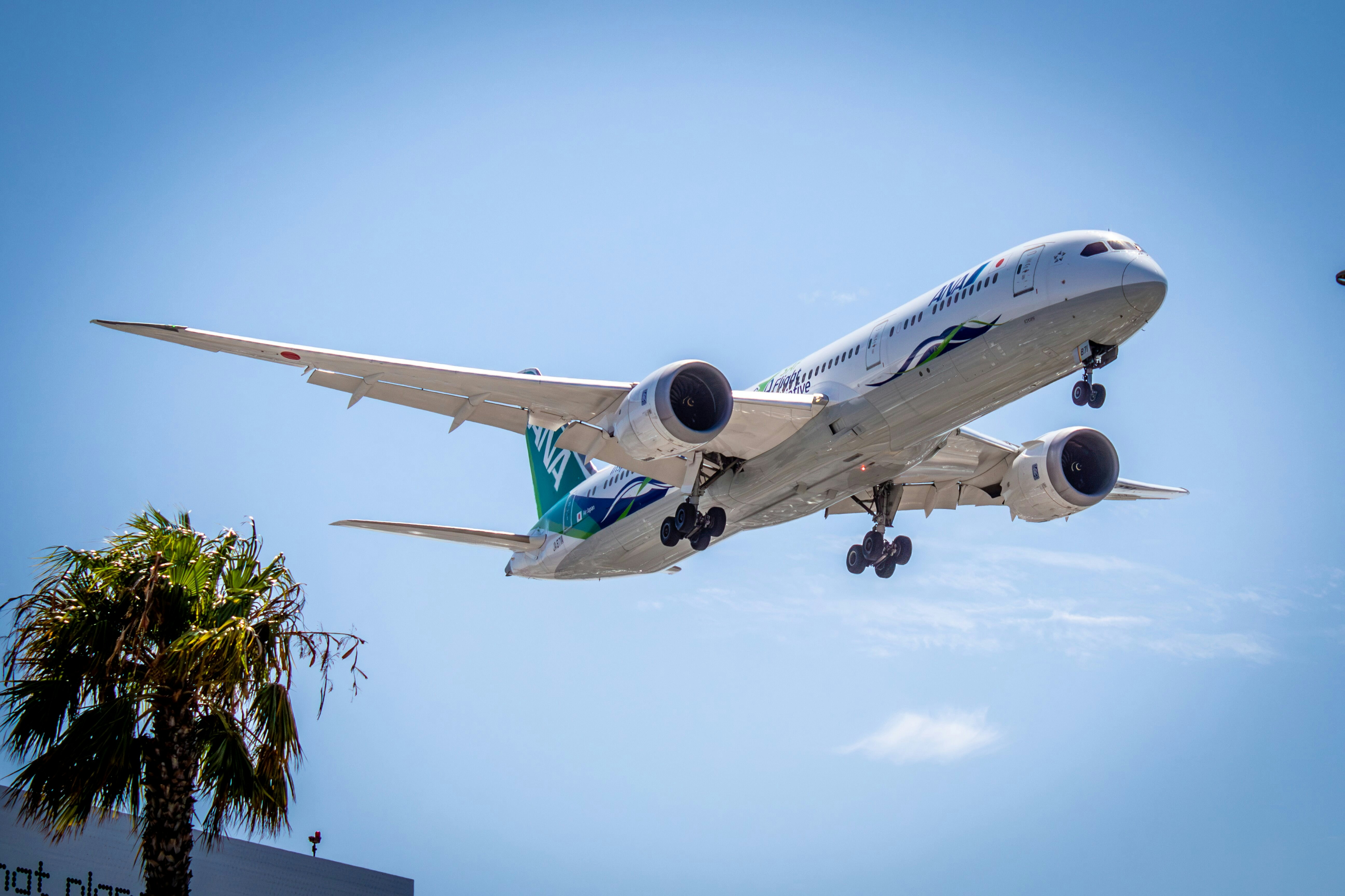 A passenger airplane descending with landing gear down above a palm tree