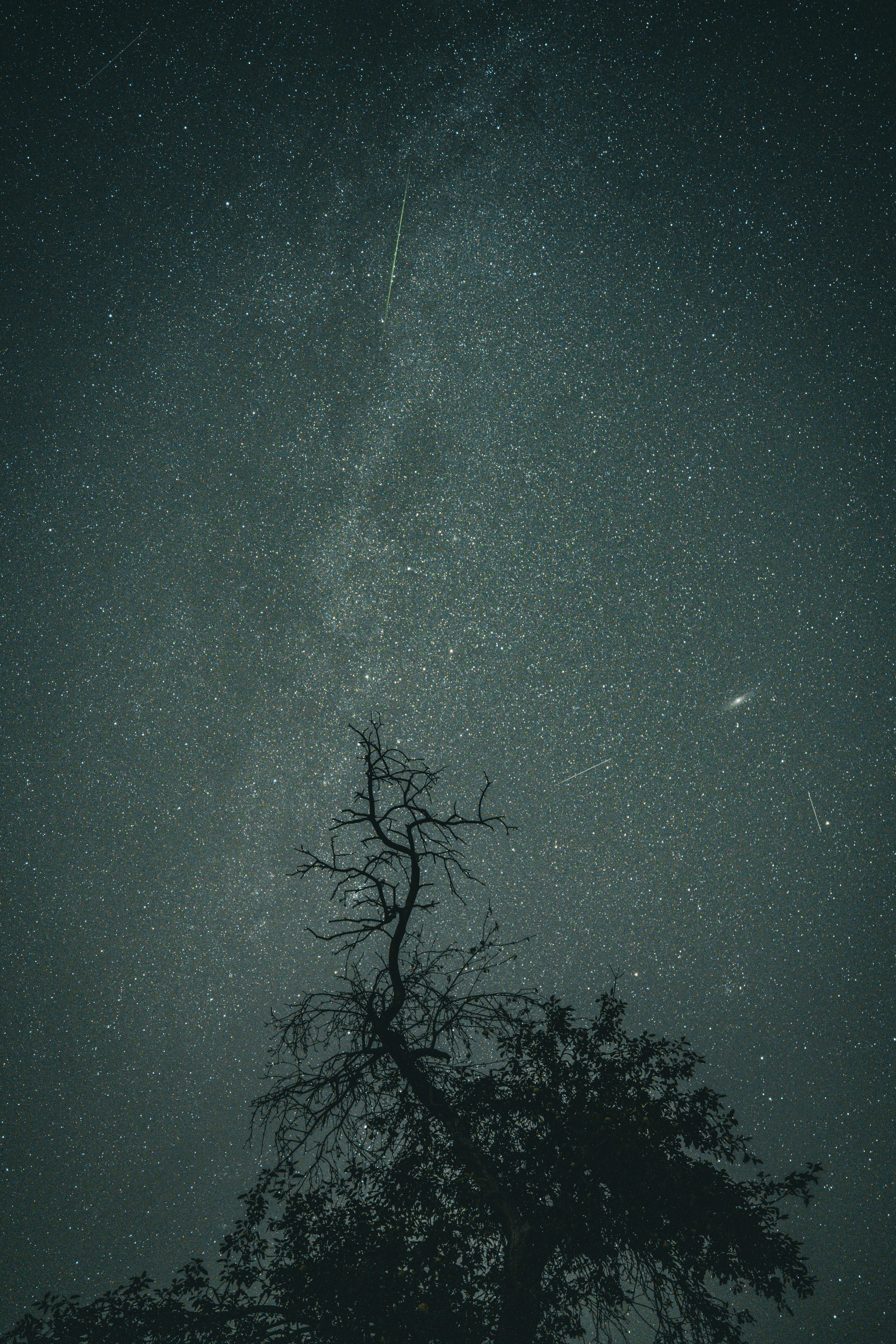 A silhouette of a bare tree against a vast night sky filled with stars.