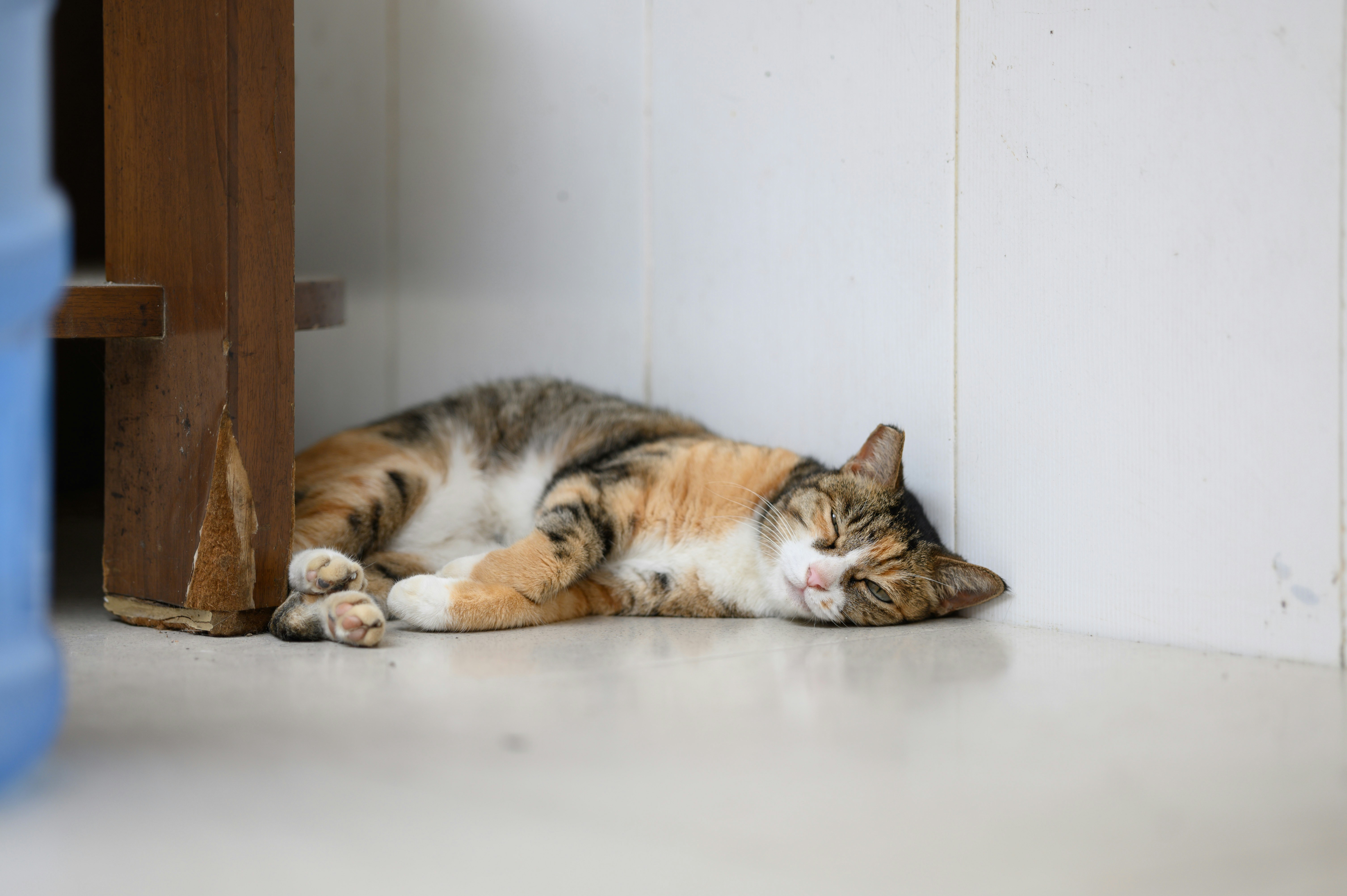 A calico cat sleeping on a light floor against a white wall