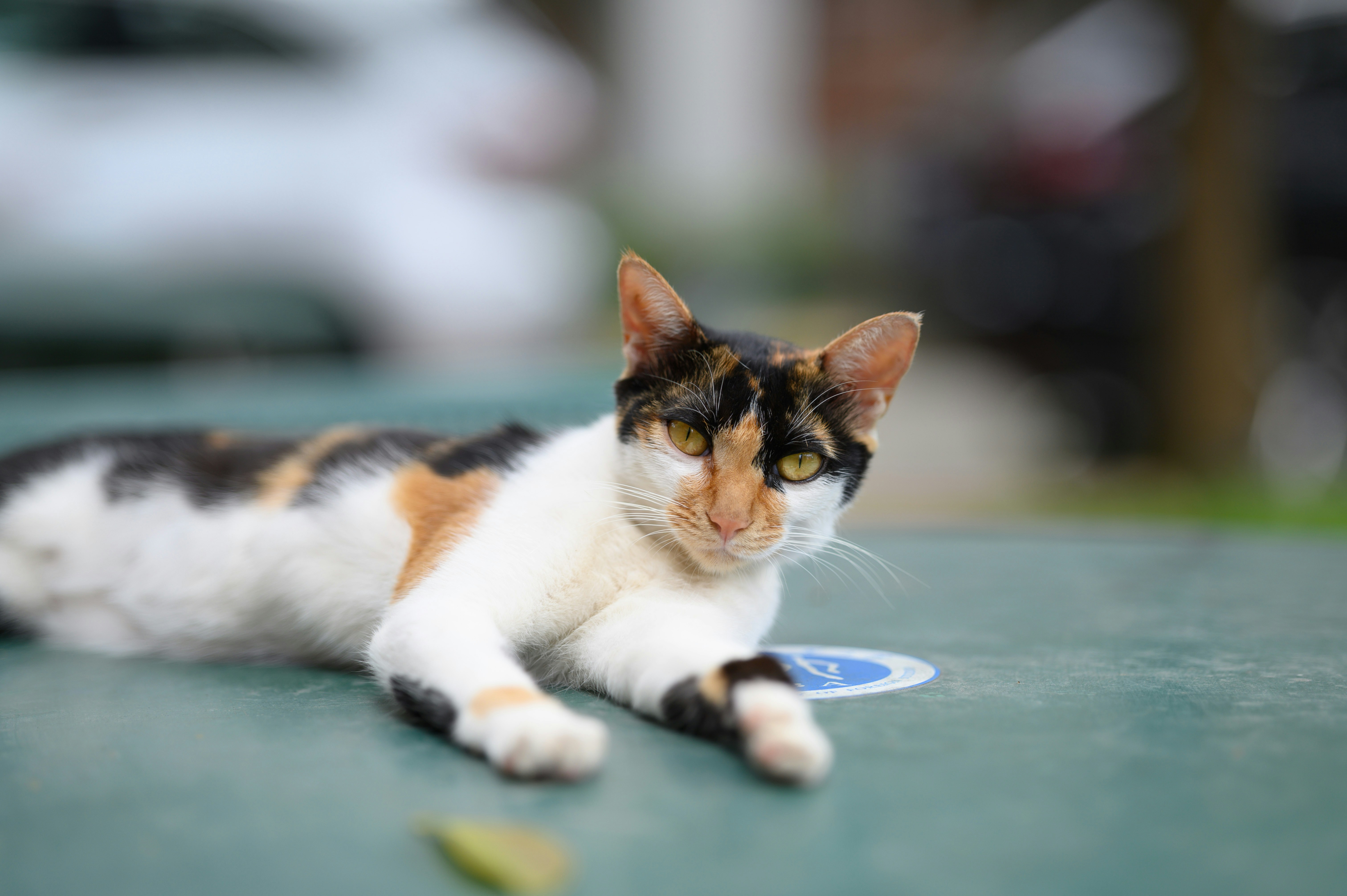 A calico cat lying on a green surface with a blurred background