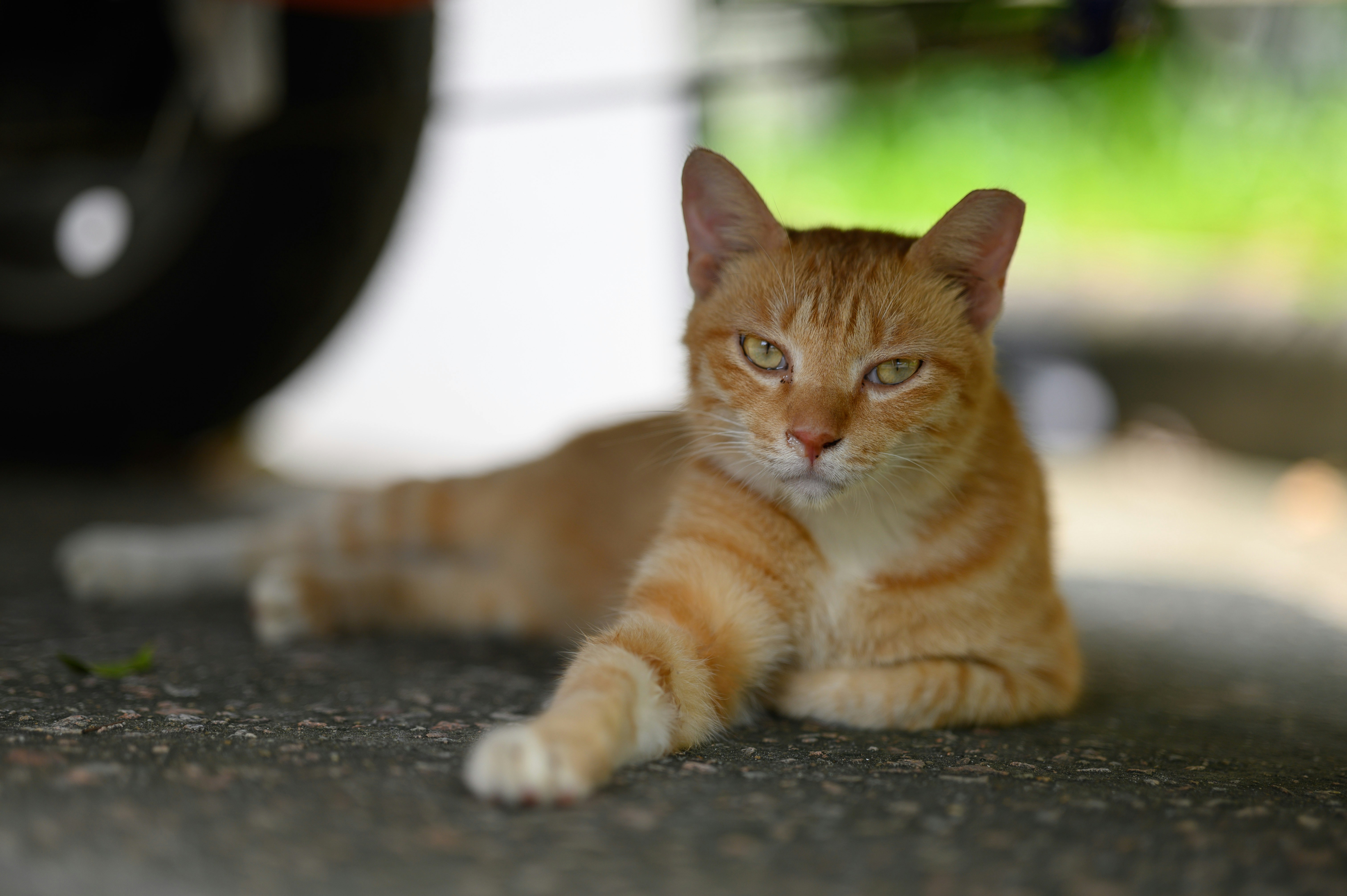 An orange tabby cat lying on asphalt with a blurred background
