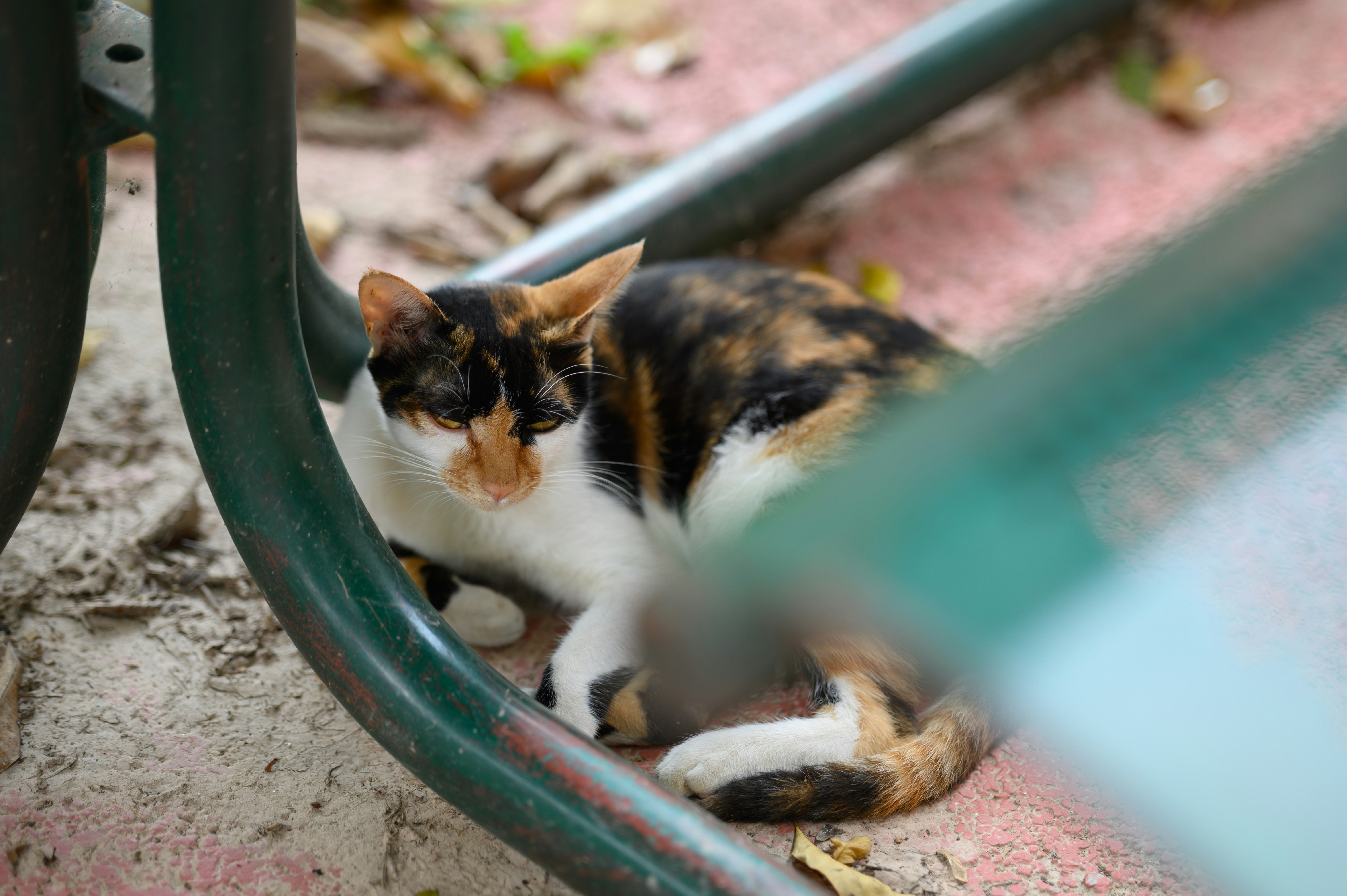 A calico cat resting on a paved surface beneath a green metal bench
