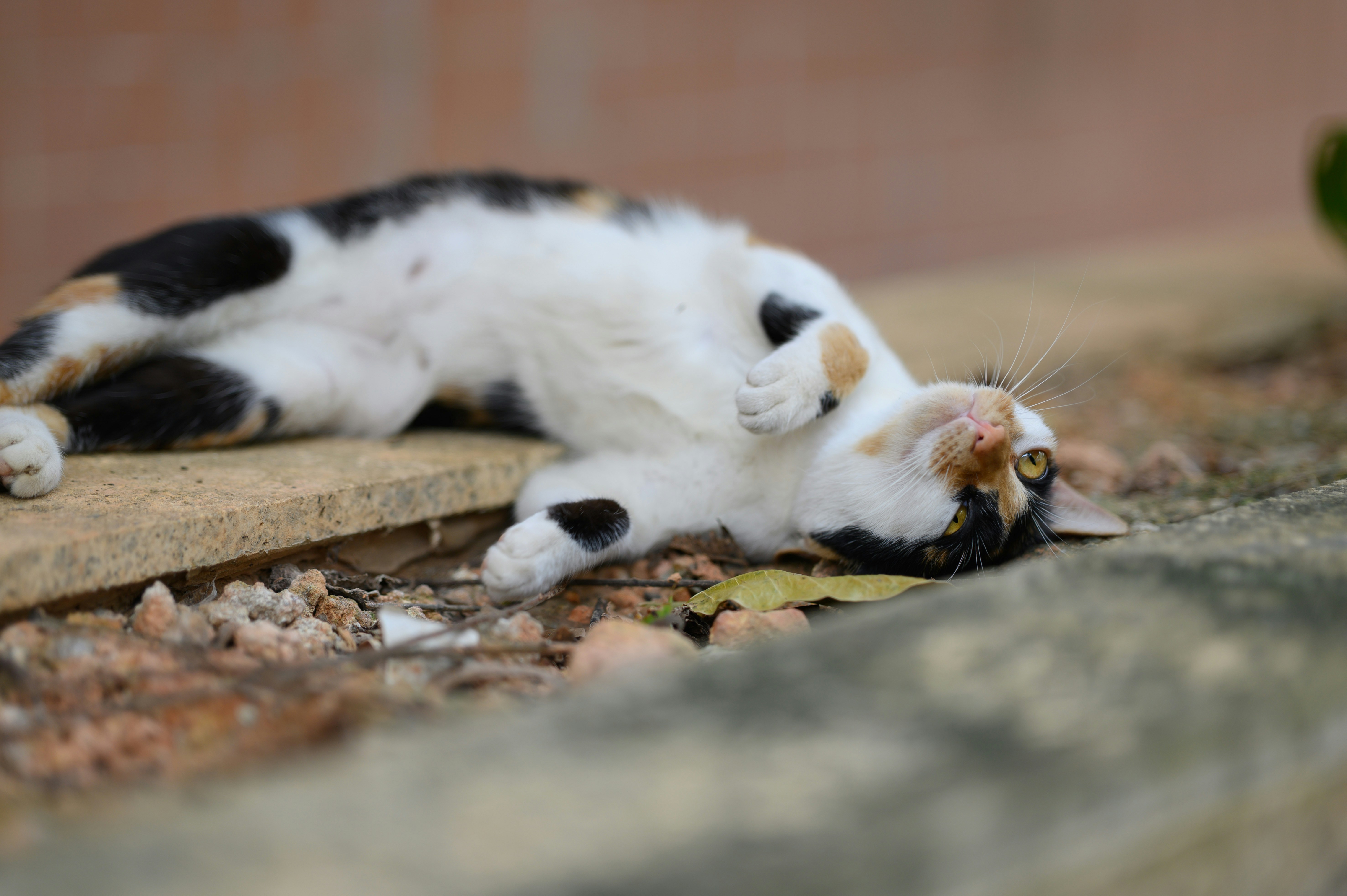 A calico cat lying on its back on a stone surface