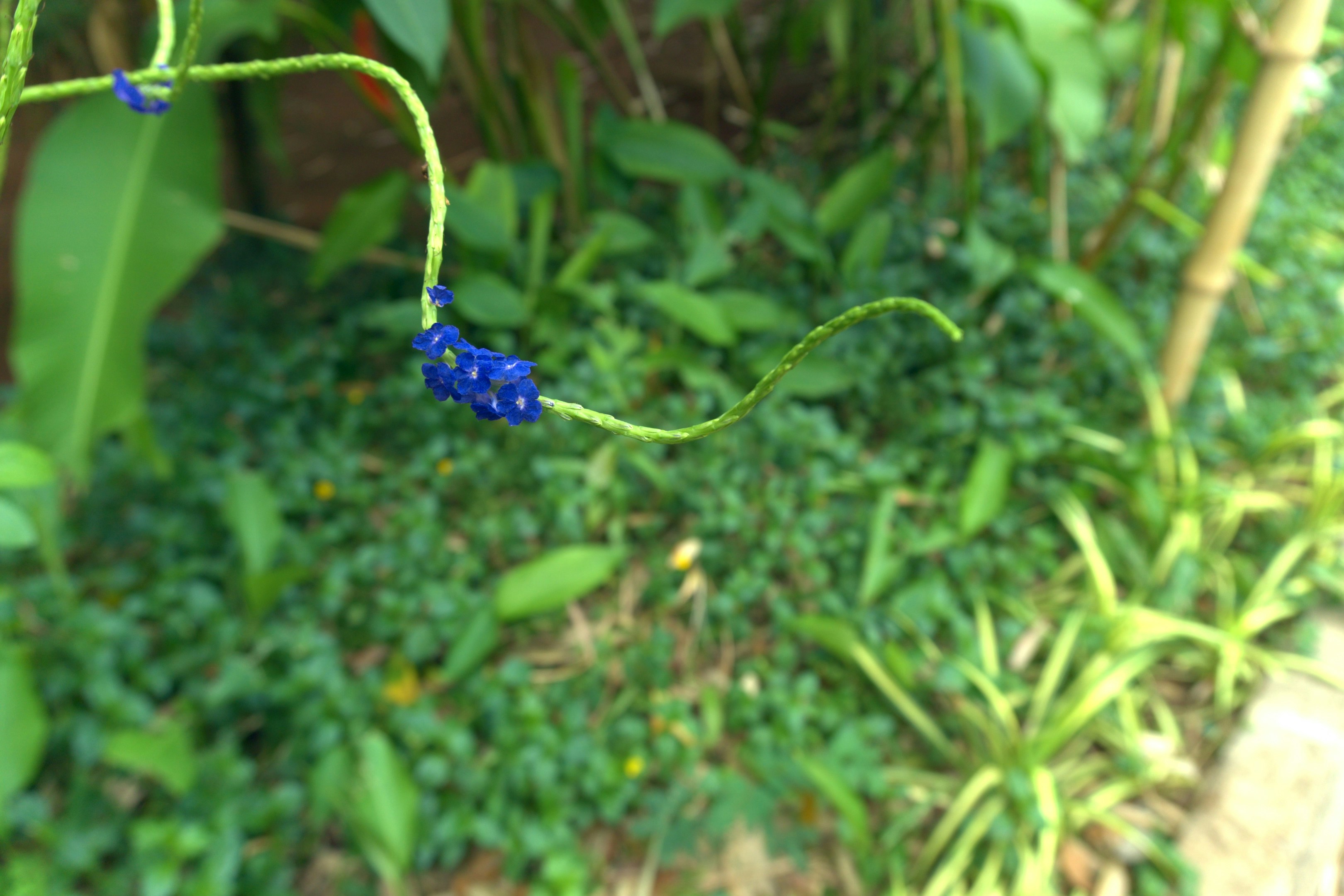 Um caule verde esguio com pequenas flores azuis contra um fundo borrado de jardim
