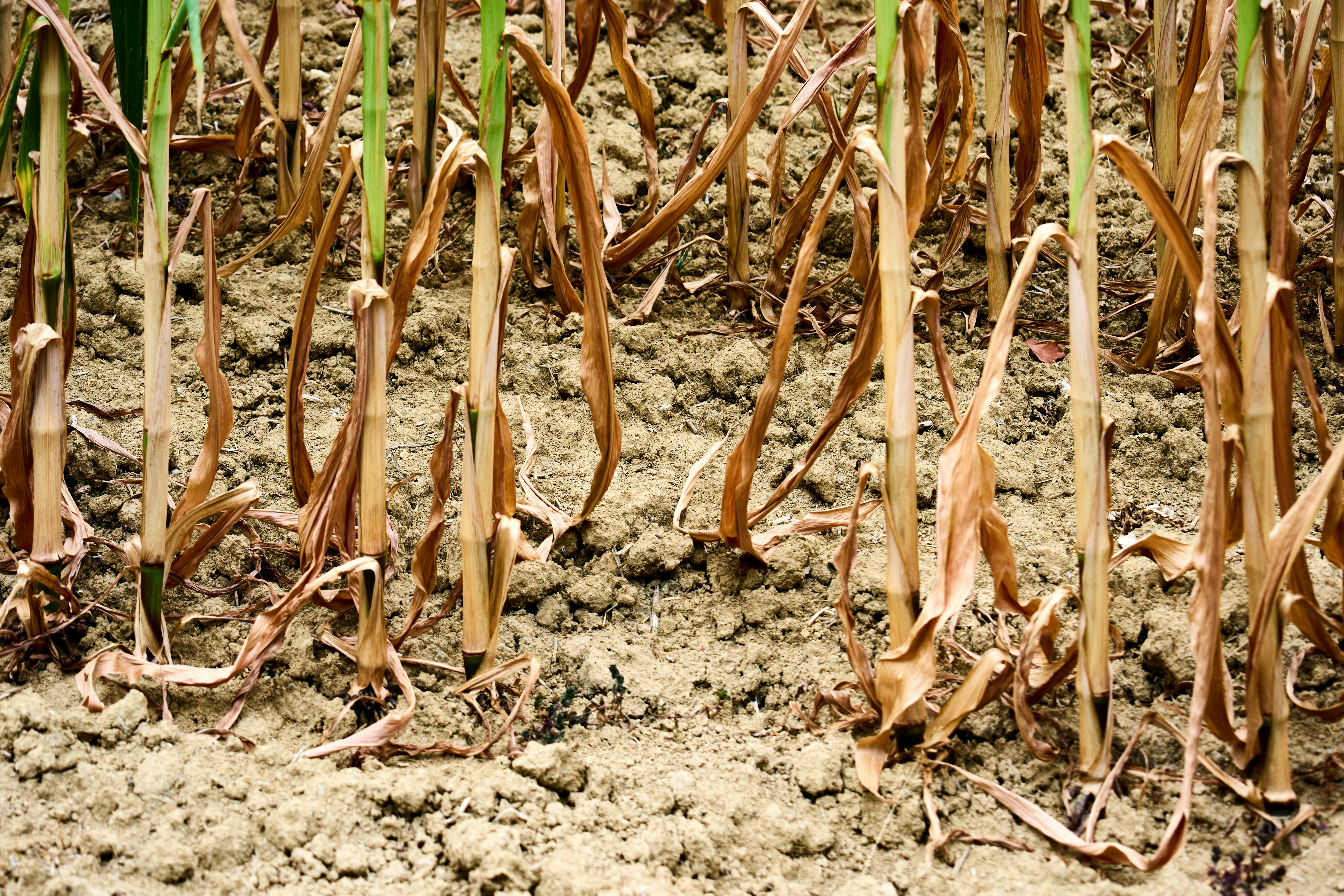 Dried corn stalks growing in dry, cracked soil in a field.
