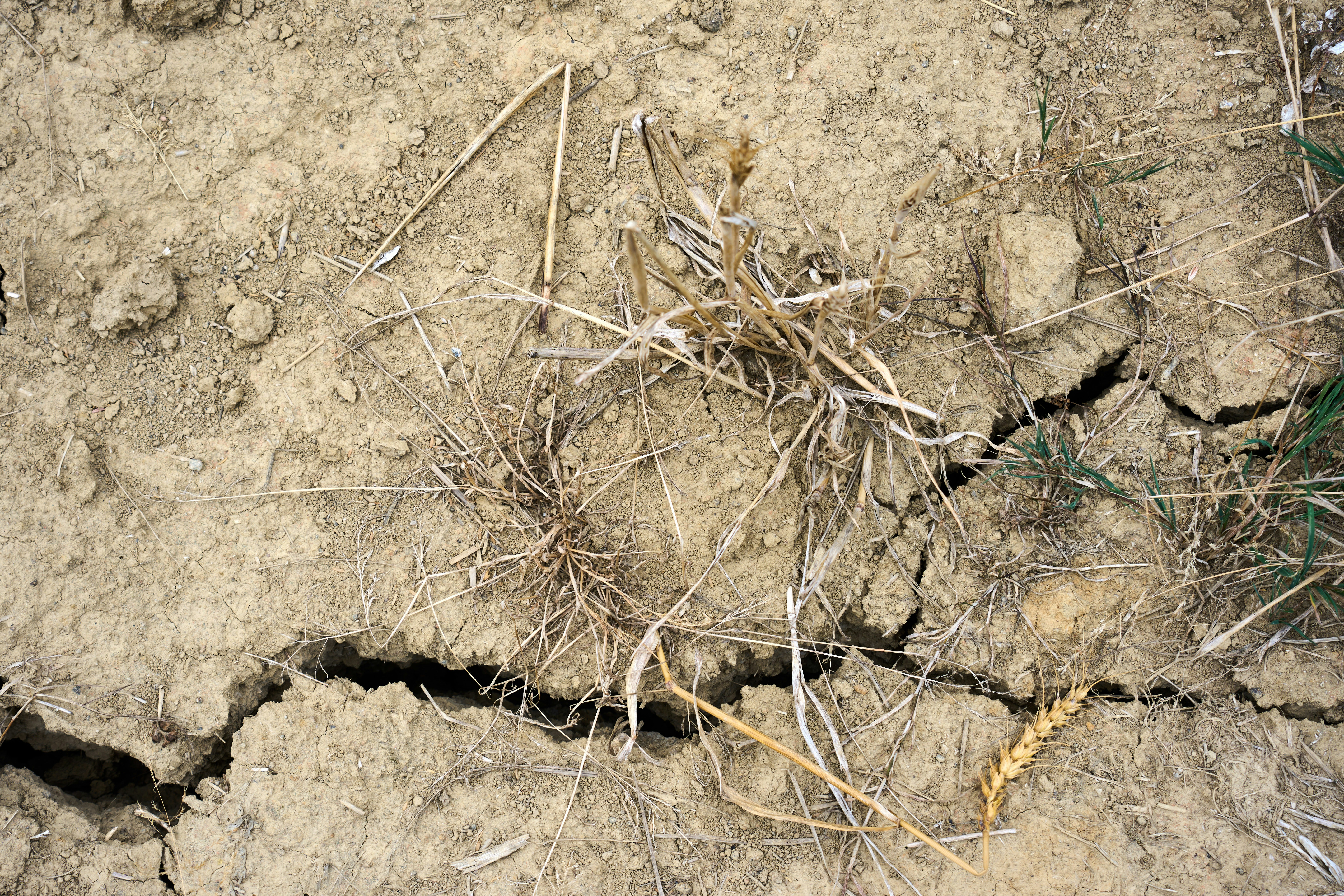 Dry cracked earth with sparse withered grass and a single wheat stalk.