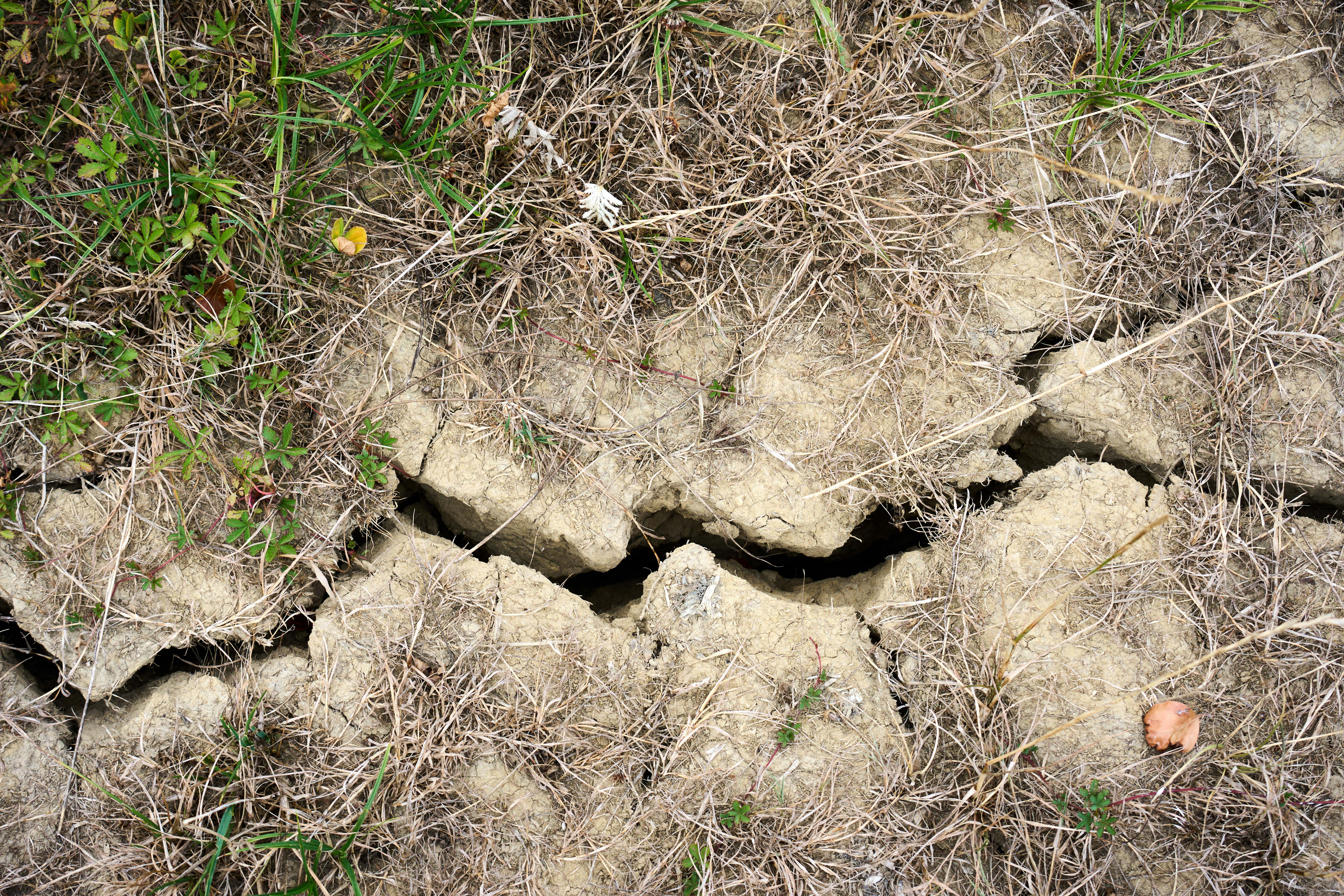Deep cracks in dry, parched earth surrounded by patches of withered grass.