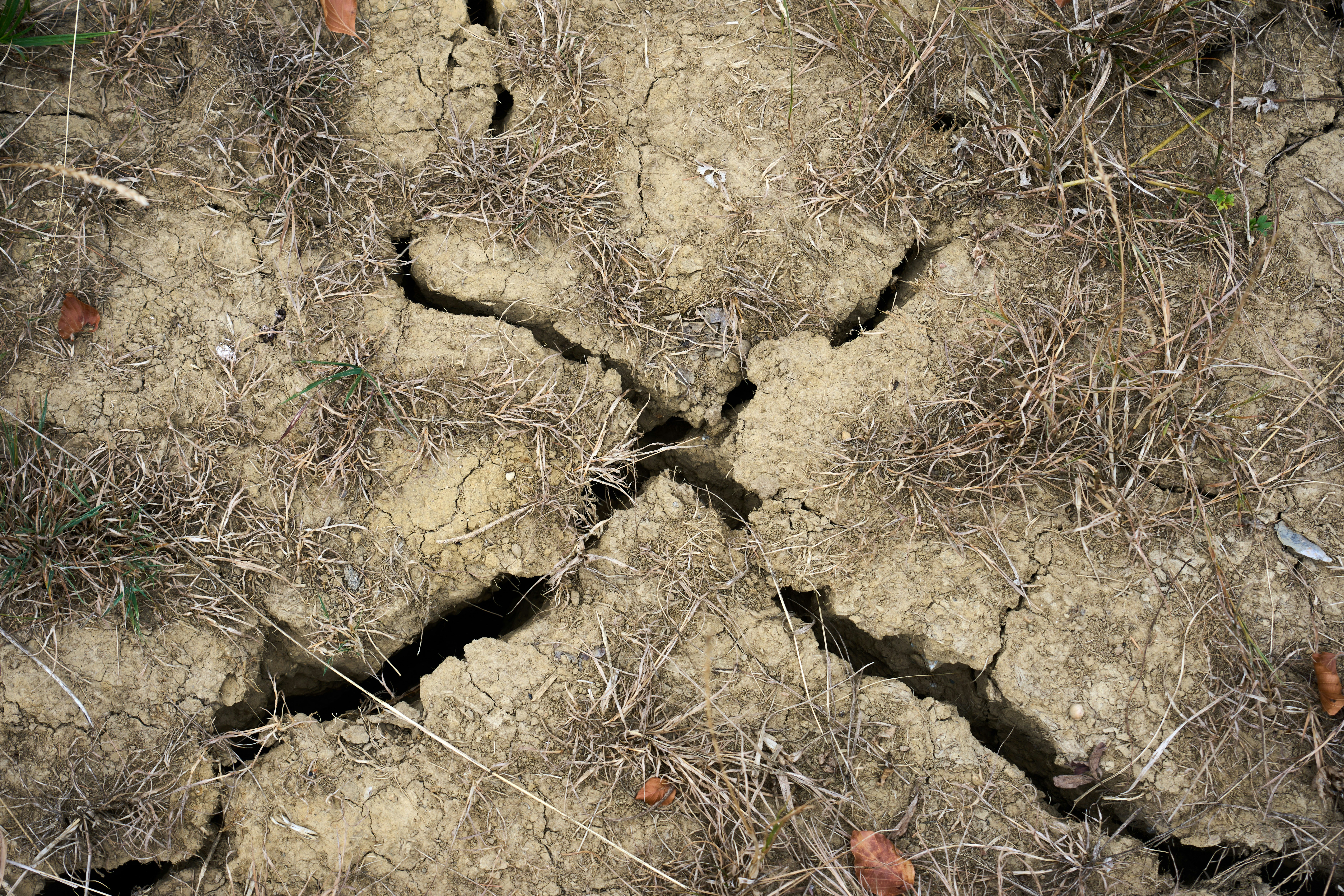 Deep cracks in dry earth with patches of withered brown grass.
