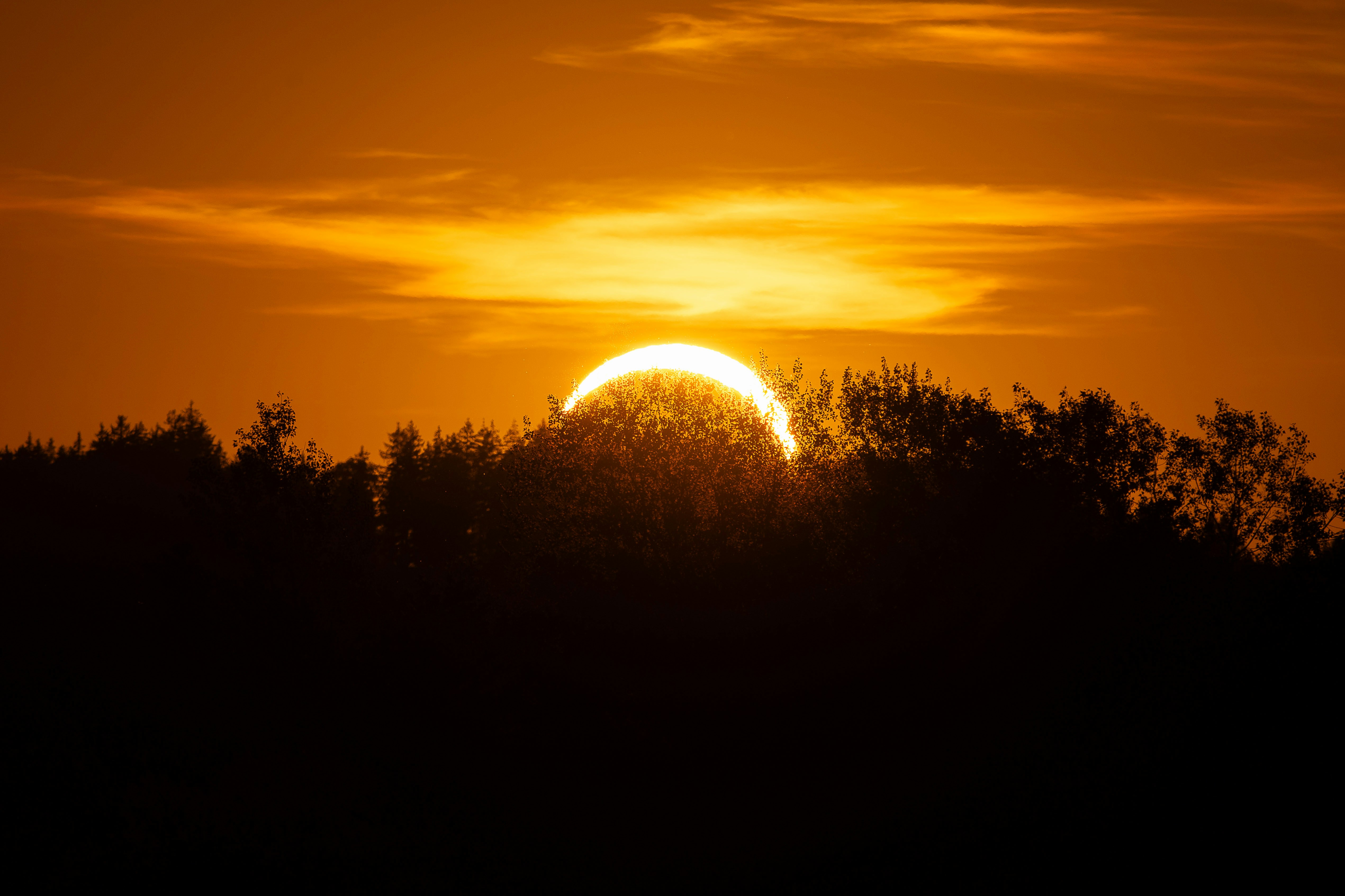 El sol bajo brillaba tras la silueta oscura de un dosel forestal