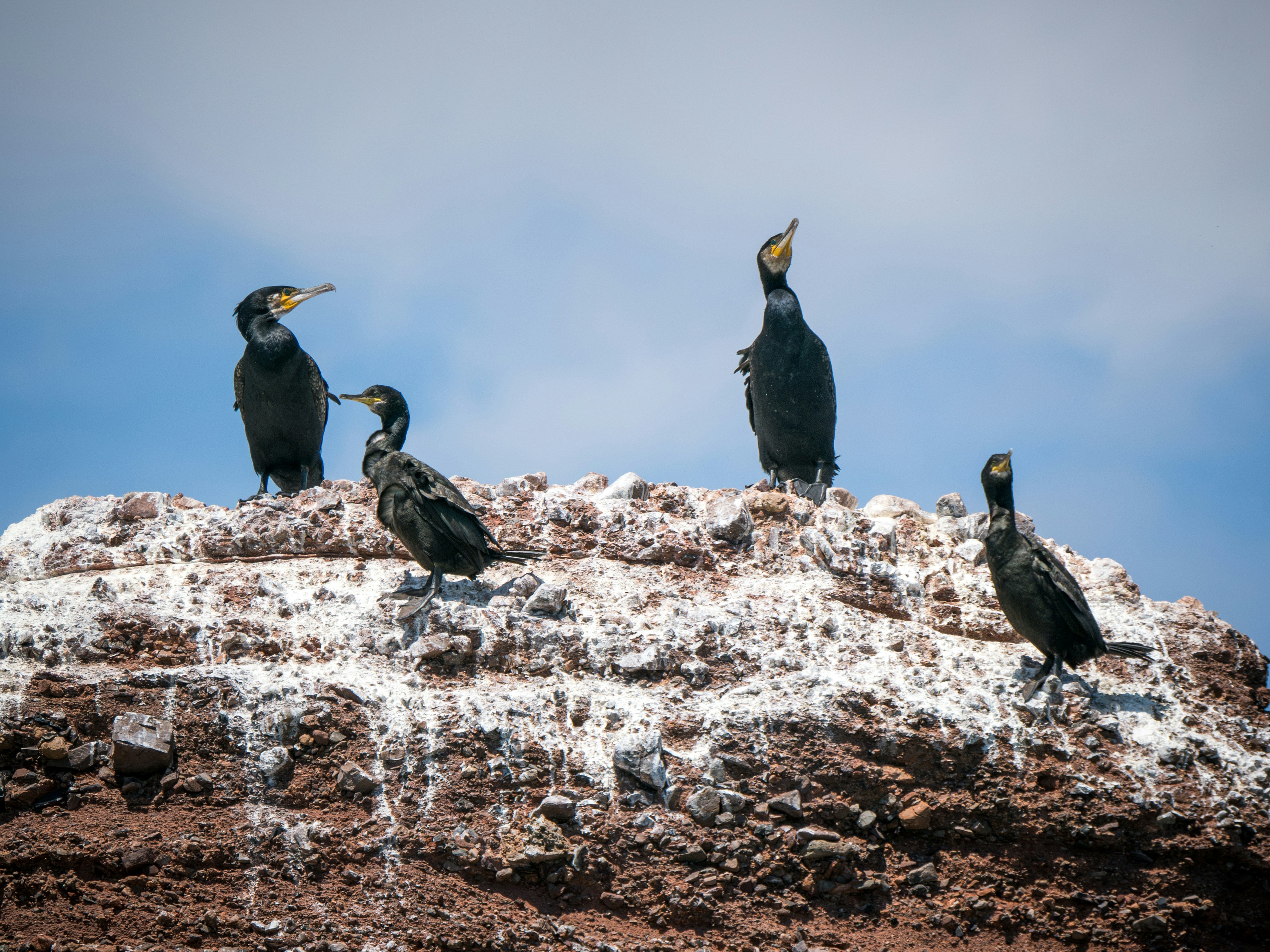 Quatro corvos-marinhos negros pousados em um penhasco rochoso contra um céu azul.
