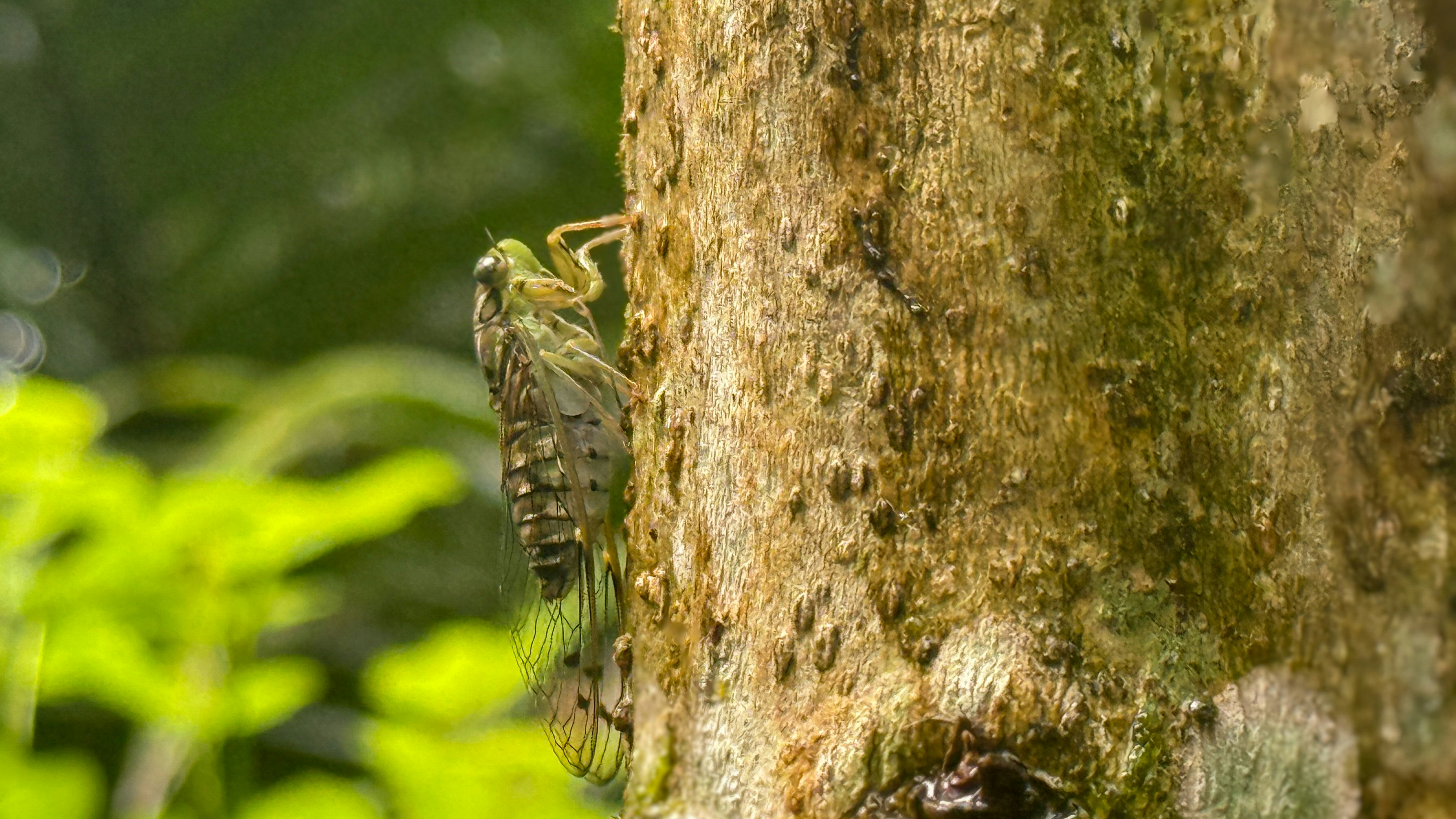 Cicada on textured tree bark - Free Photo on Unsplash